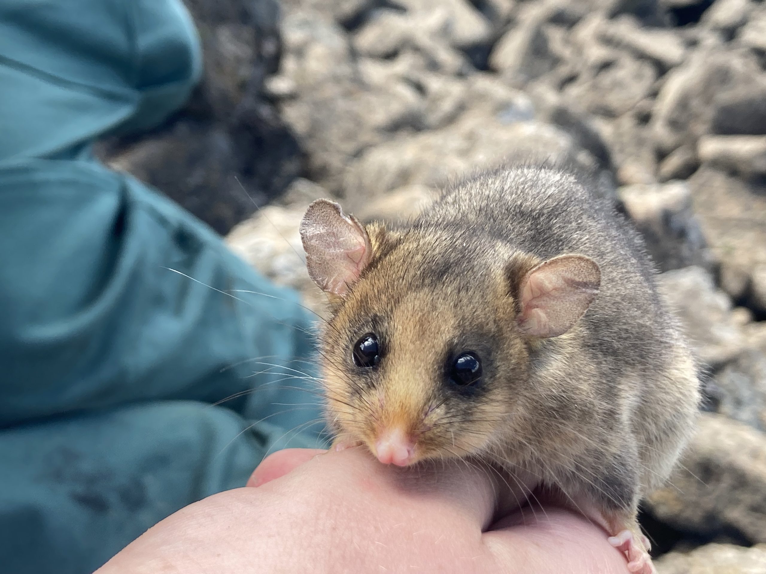 Worlds Biggest Possum: Shocking Size Revealed! - 21trjuw