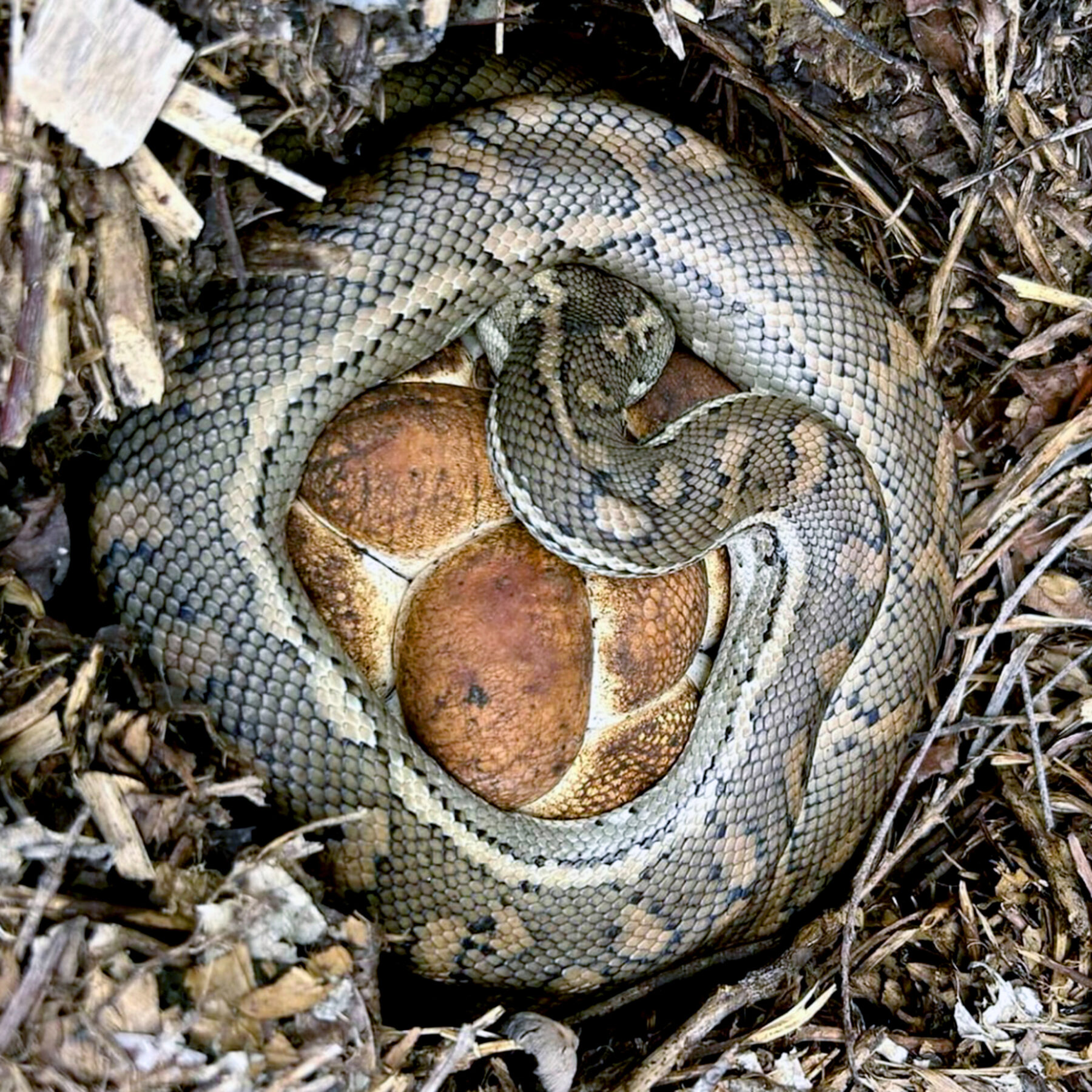 Snake Awareness Hiking in Perth - Off The Beaten Track WA