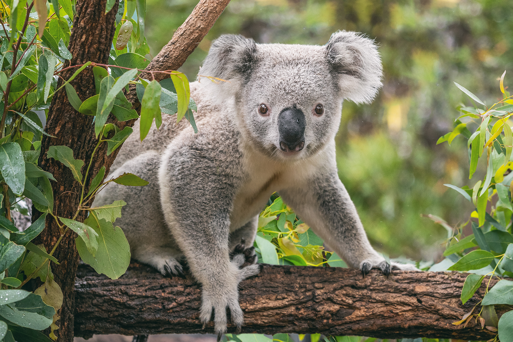 Fact File: Koala (Phascolarctos cinereus) - Australian Geographic