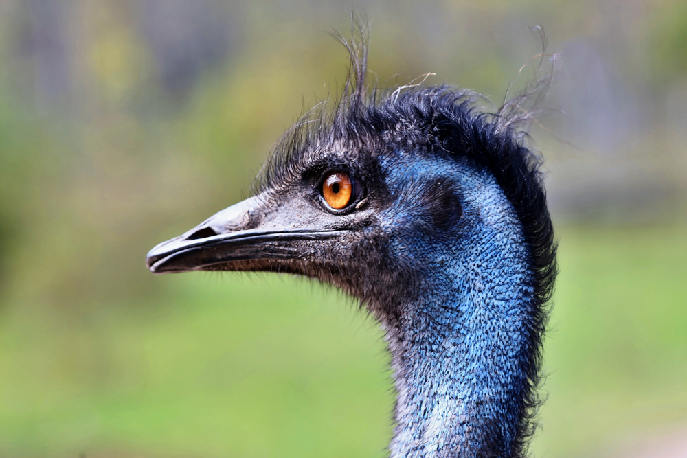 Fact File Emu (Dromaius novaehollandiae) Australian Geographic