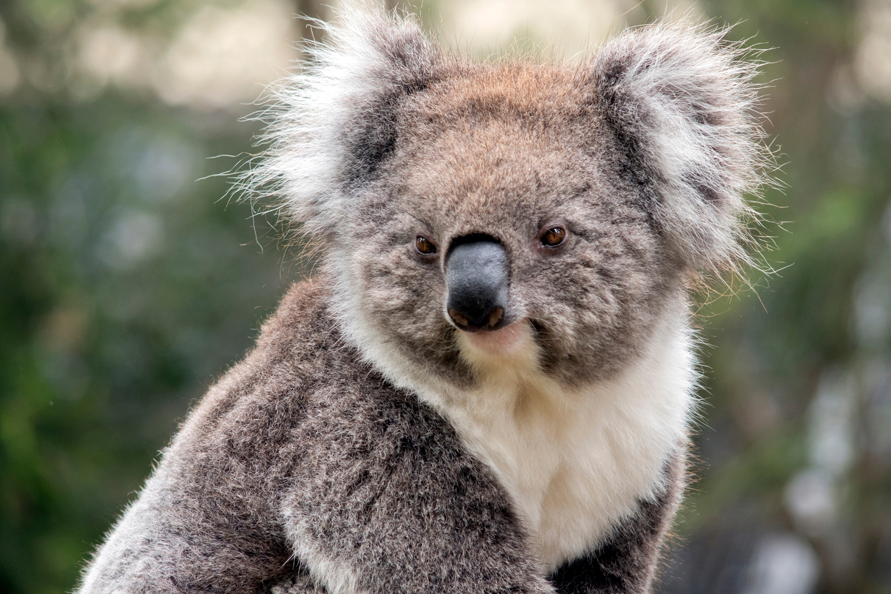 do koalas travel in groups