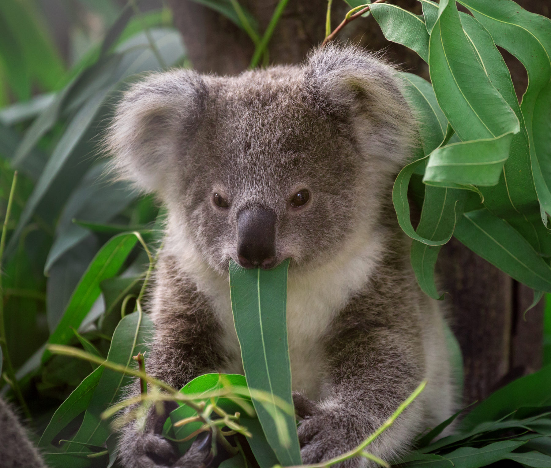 do koalas travel in groups
