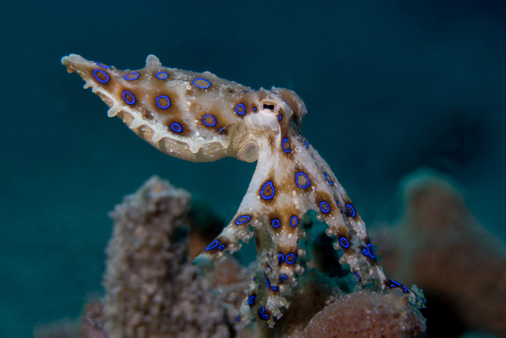 Fact File Blueringed octopus (Hapalochlaena maculosa) Australian Geographic