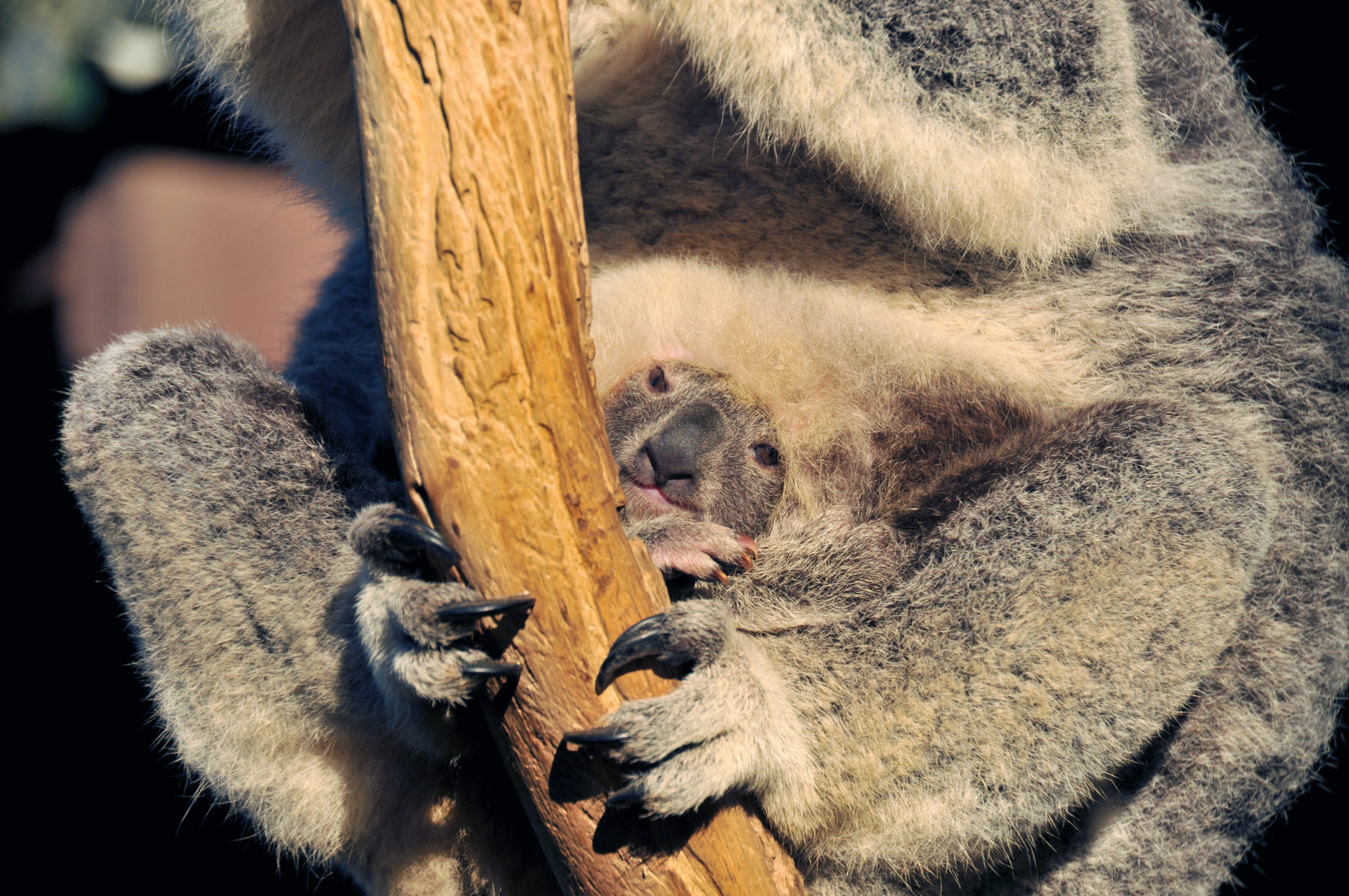 do koalas travel in groups