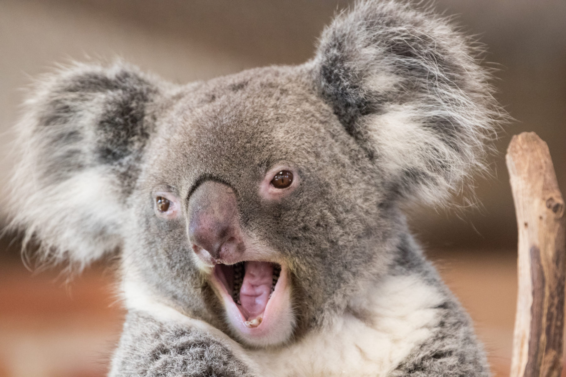 do koalas travel in groups