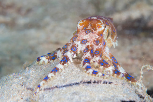 Centimeter Luxe Prediken More potent than cyanide': how to stay safe from blue-ringed octopus -  Australian Geographic