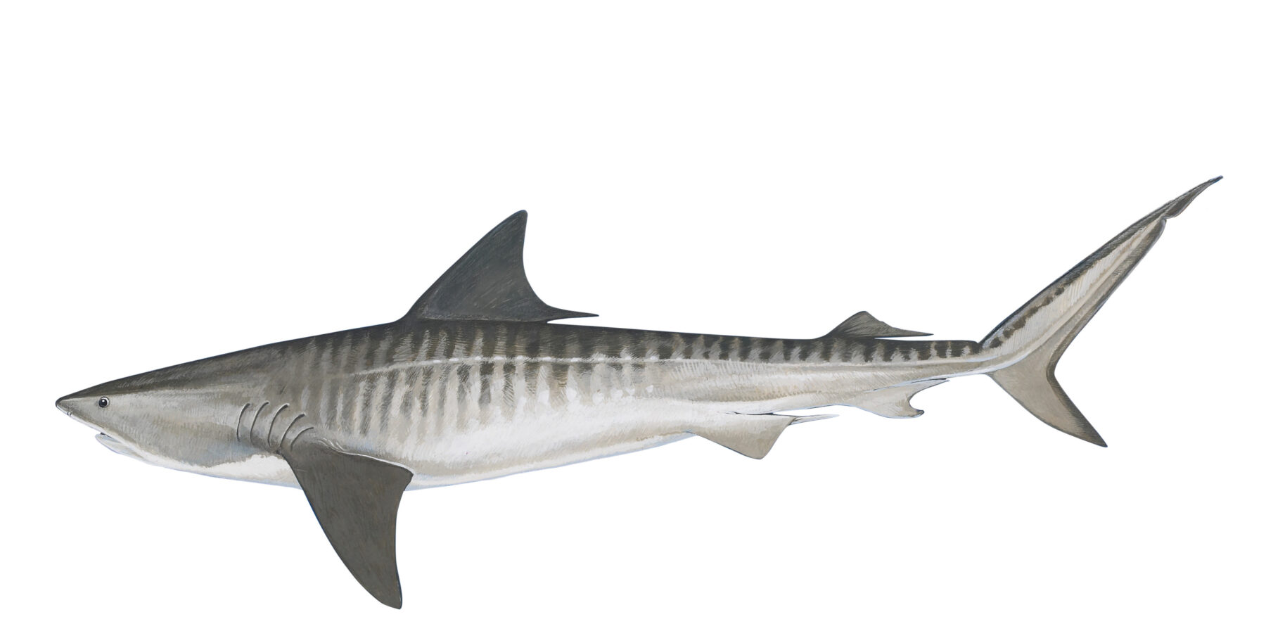 Fact File: Tiger shark (Galeocerdo cuvier)- Australian Geographic
