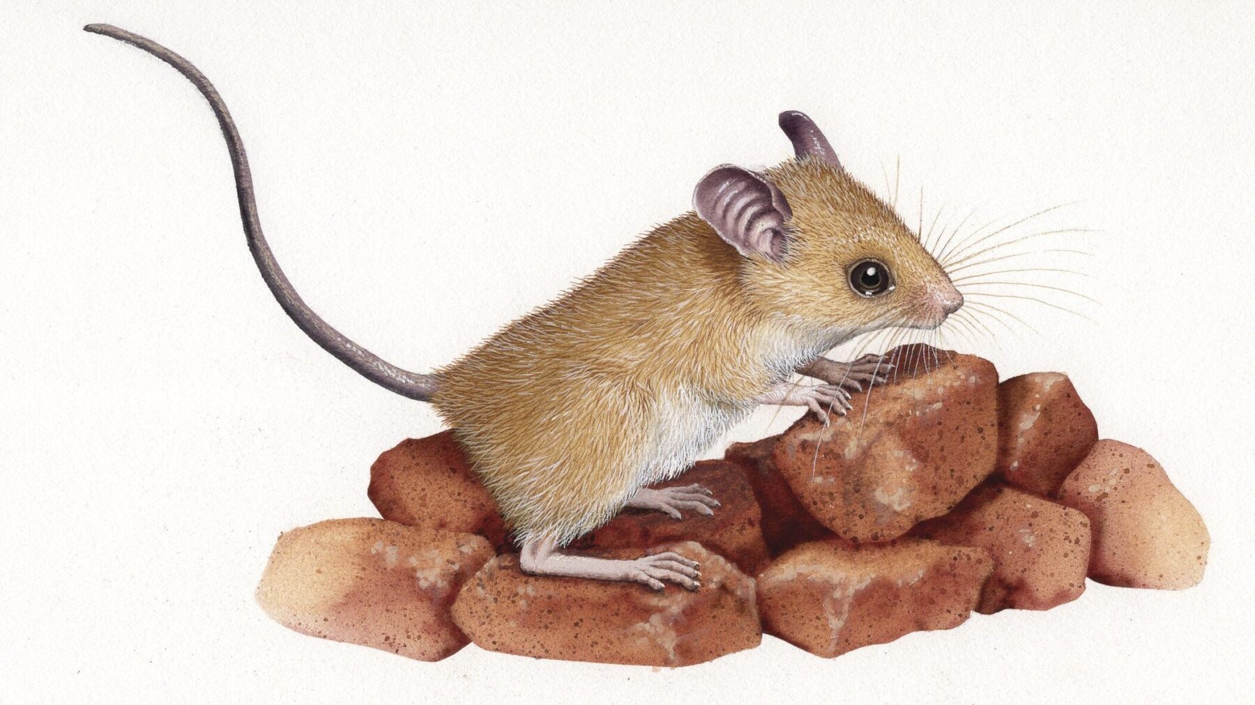 7 clever Aussie native rodents - Australian Geographic