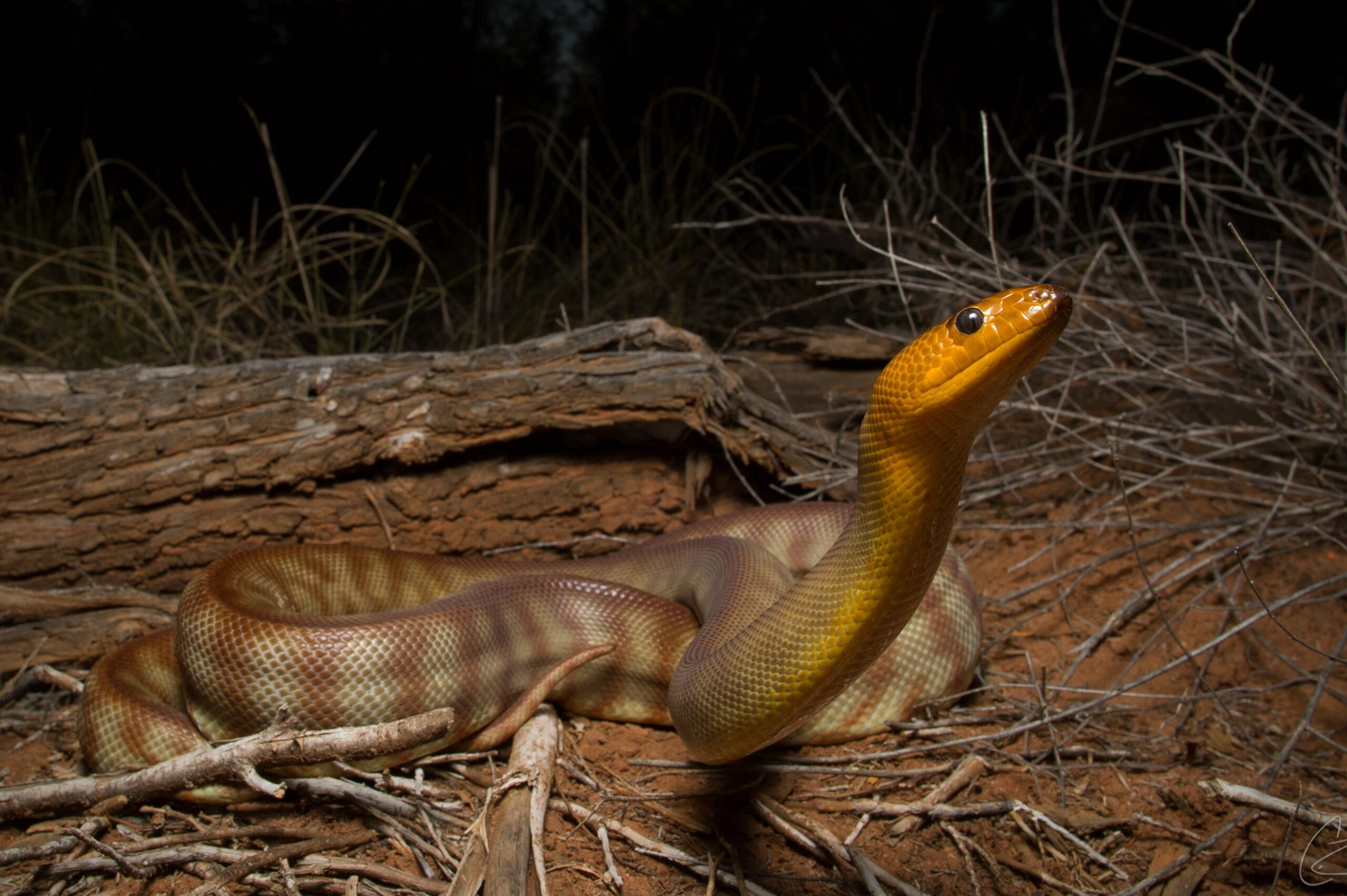 Lisssssten ’ear: Snakes have better hearing than you might think