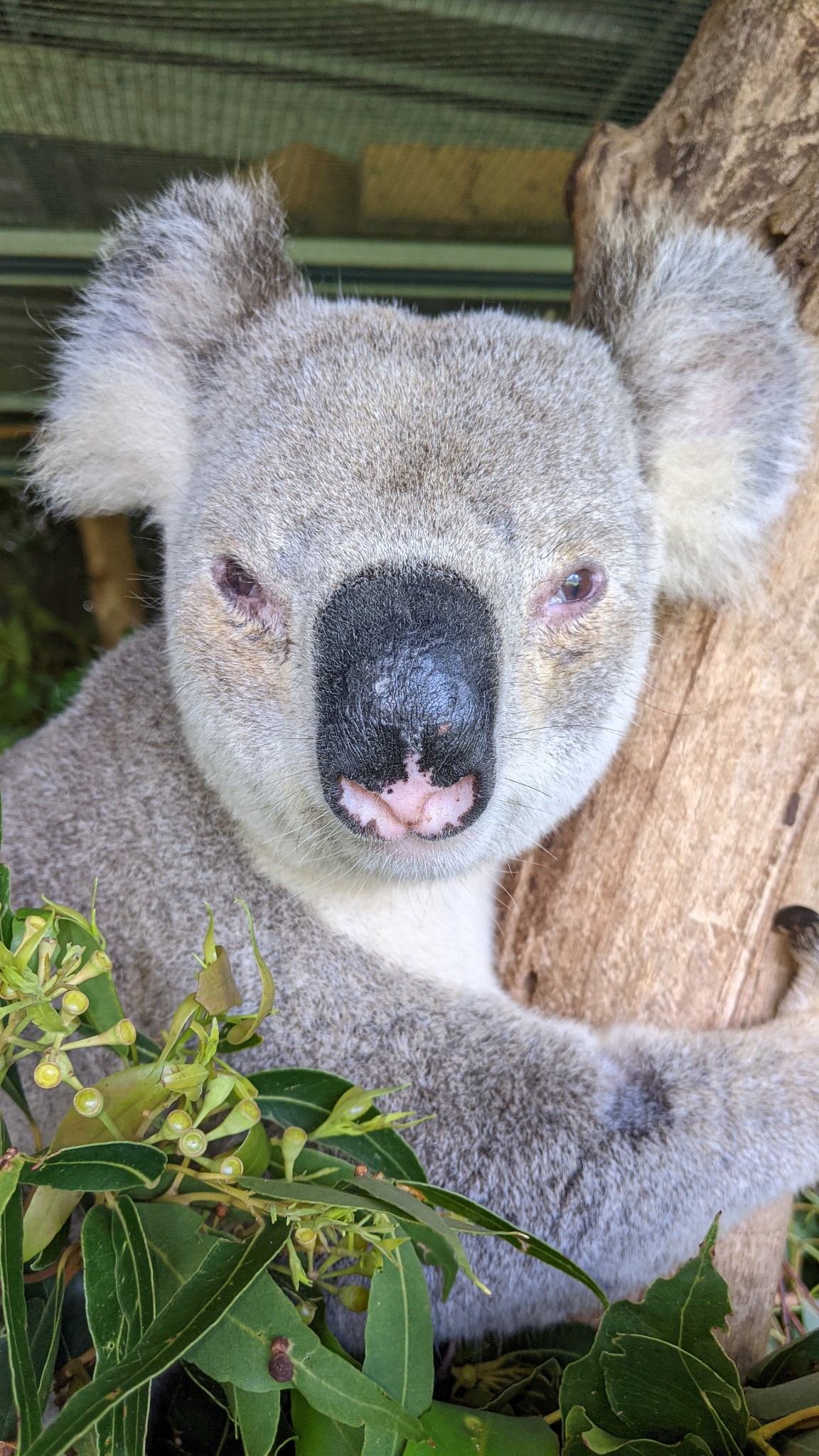 Ever seen a koala in the tropics? Probably not - Australian Geographic