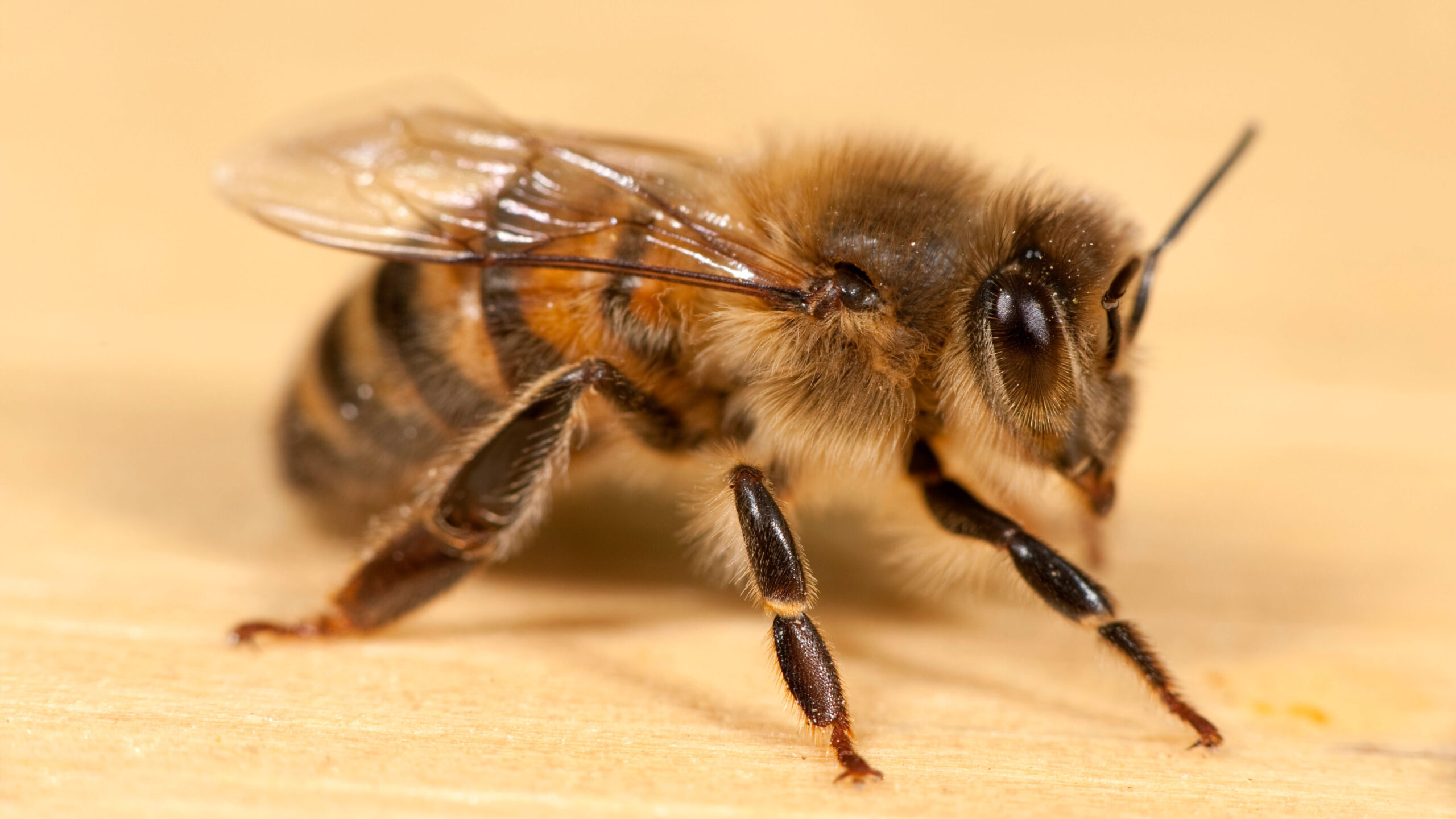 The European honey bee