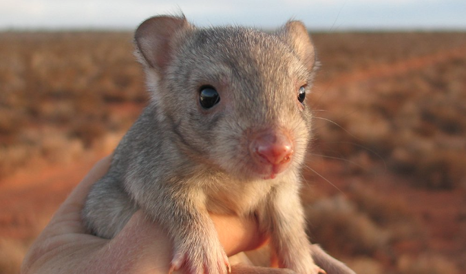 29 threatened Aussie species are back from the brink. How? - Australian  Geographic