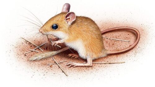 7 clever Aussie native rodents - Australian Geographic