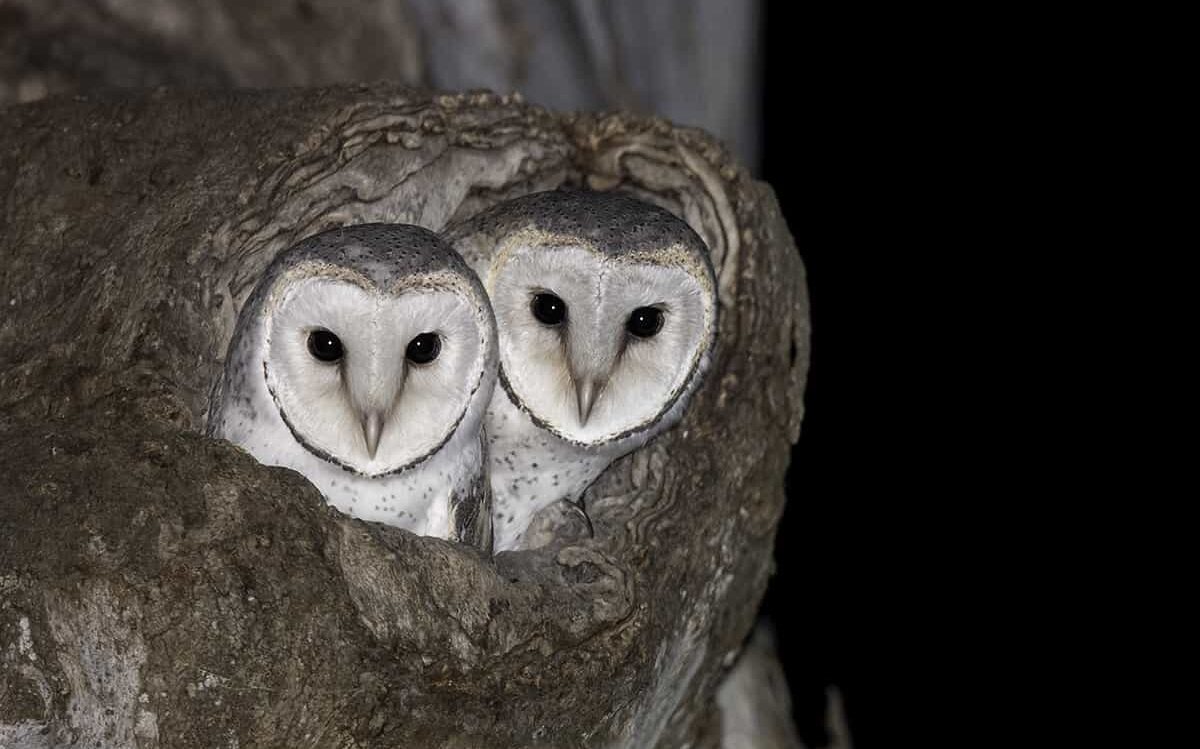 eastern-barn-owl-hollow