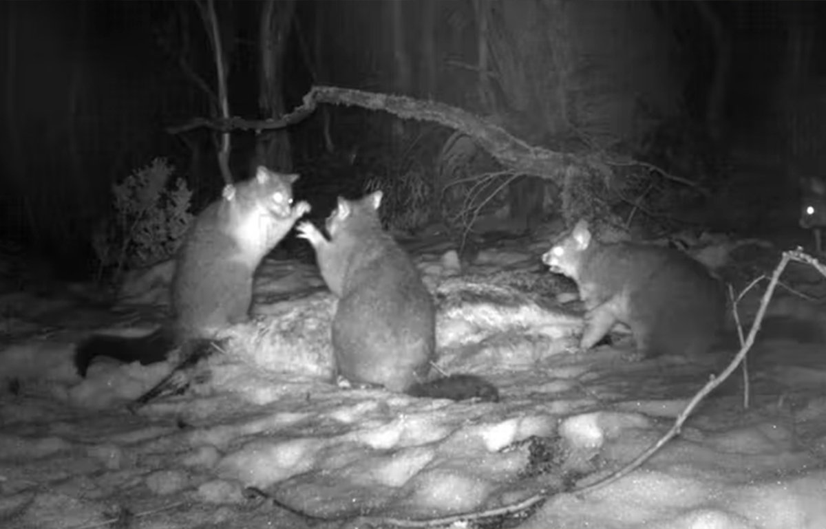 Possums caught feasting on dead kangaroos in Australian Alps