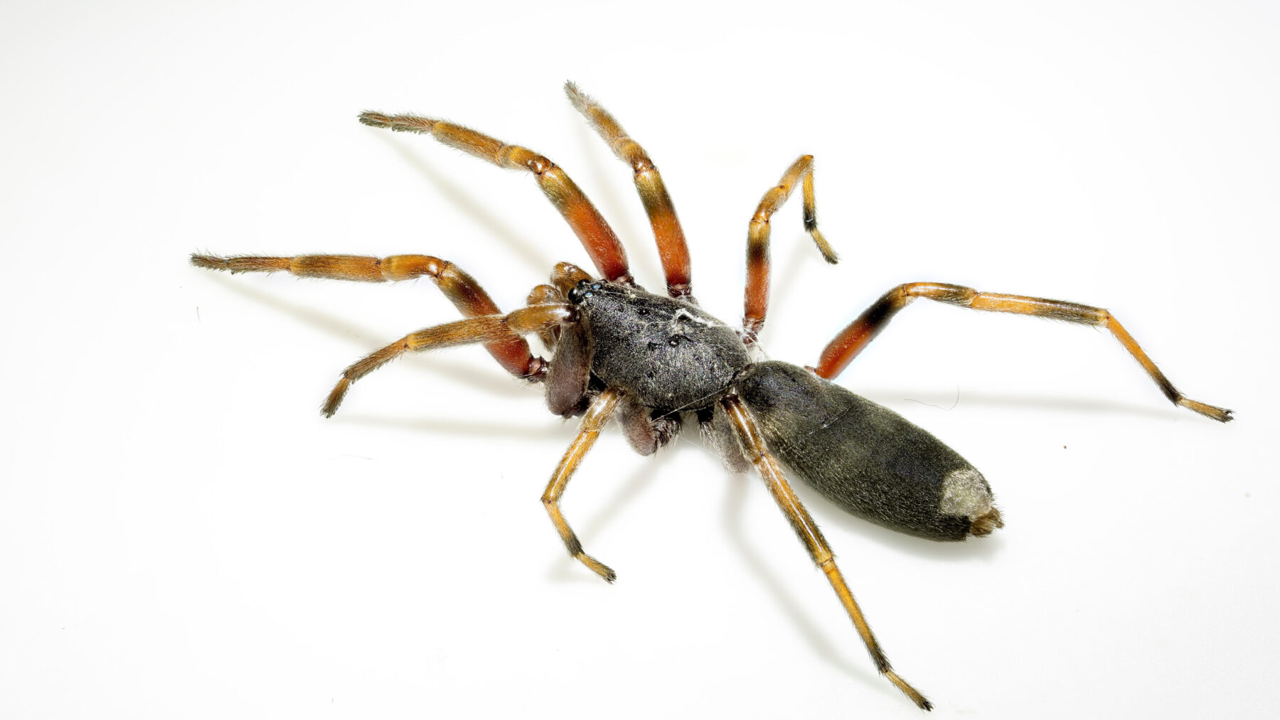 Top spider myths - Museums Victoria