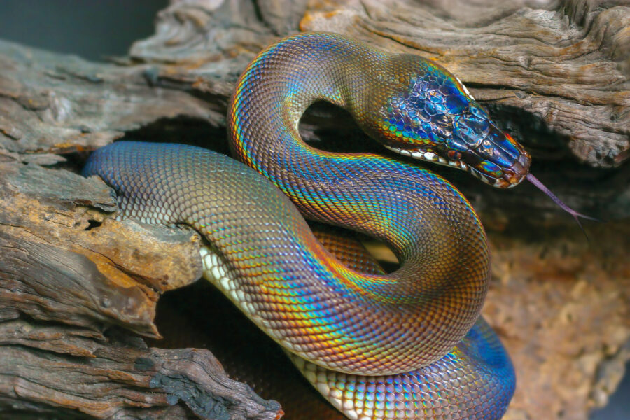 Meet the rainbow serpent: the white-lipped python