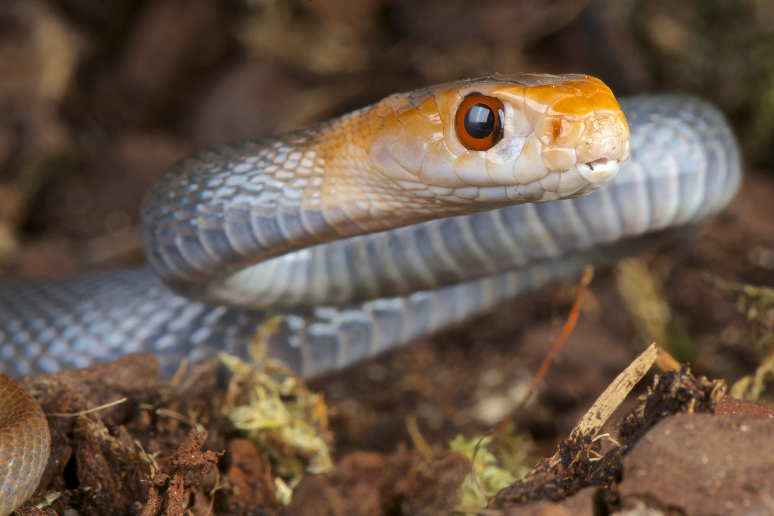 Image for article: Man deliberately bitten by snakes helps create new antivenom