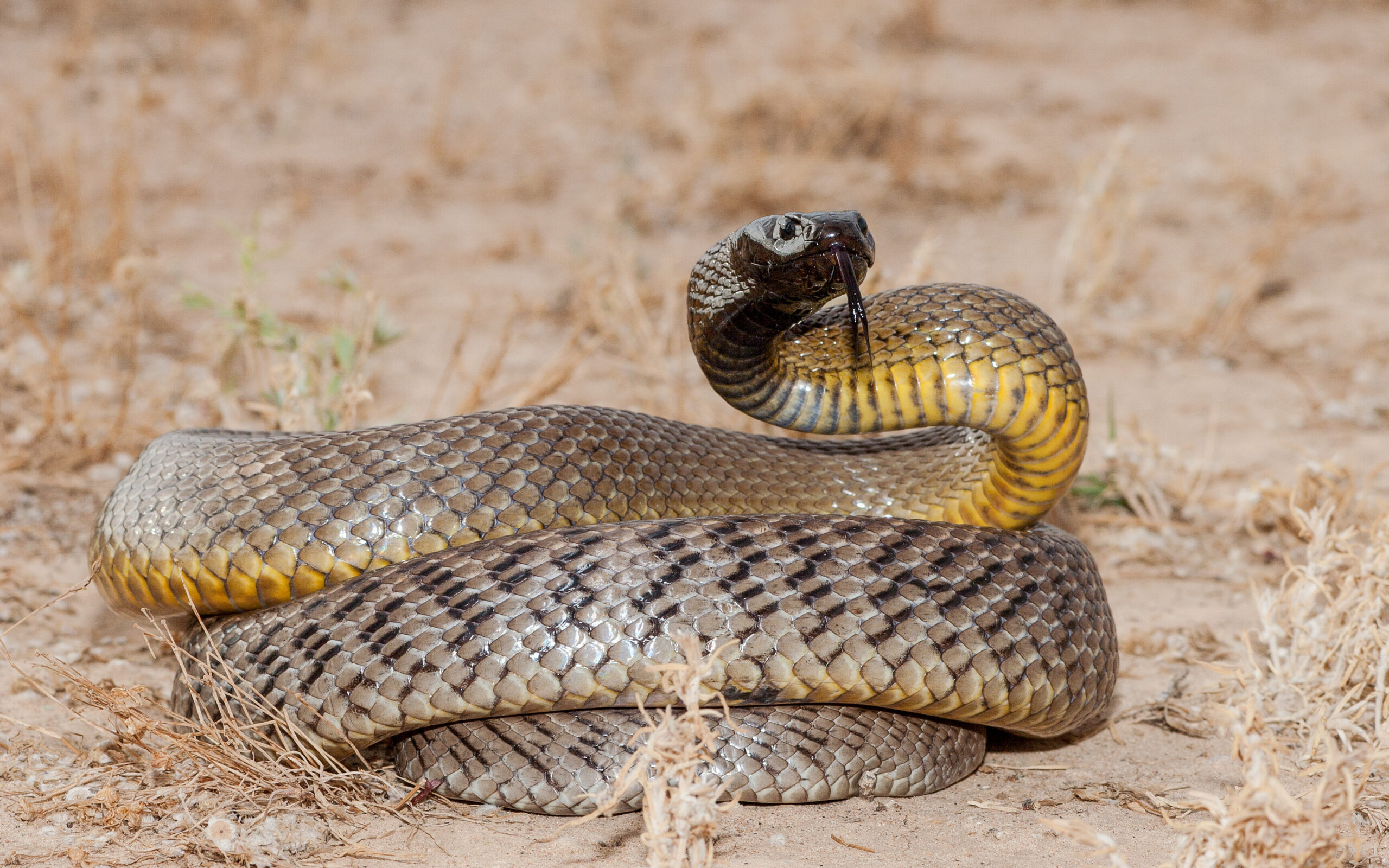 Dangerous Australian Animals