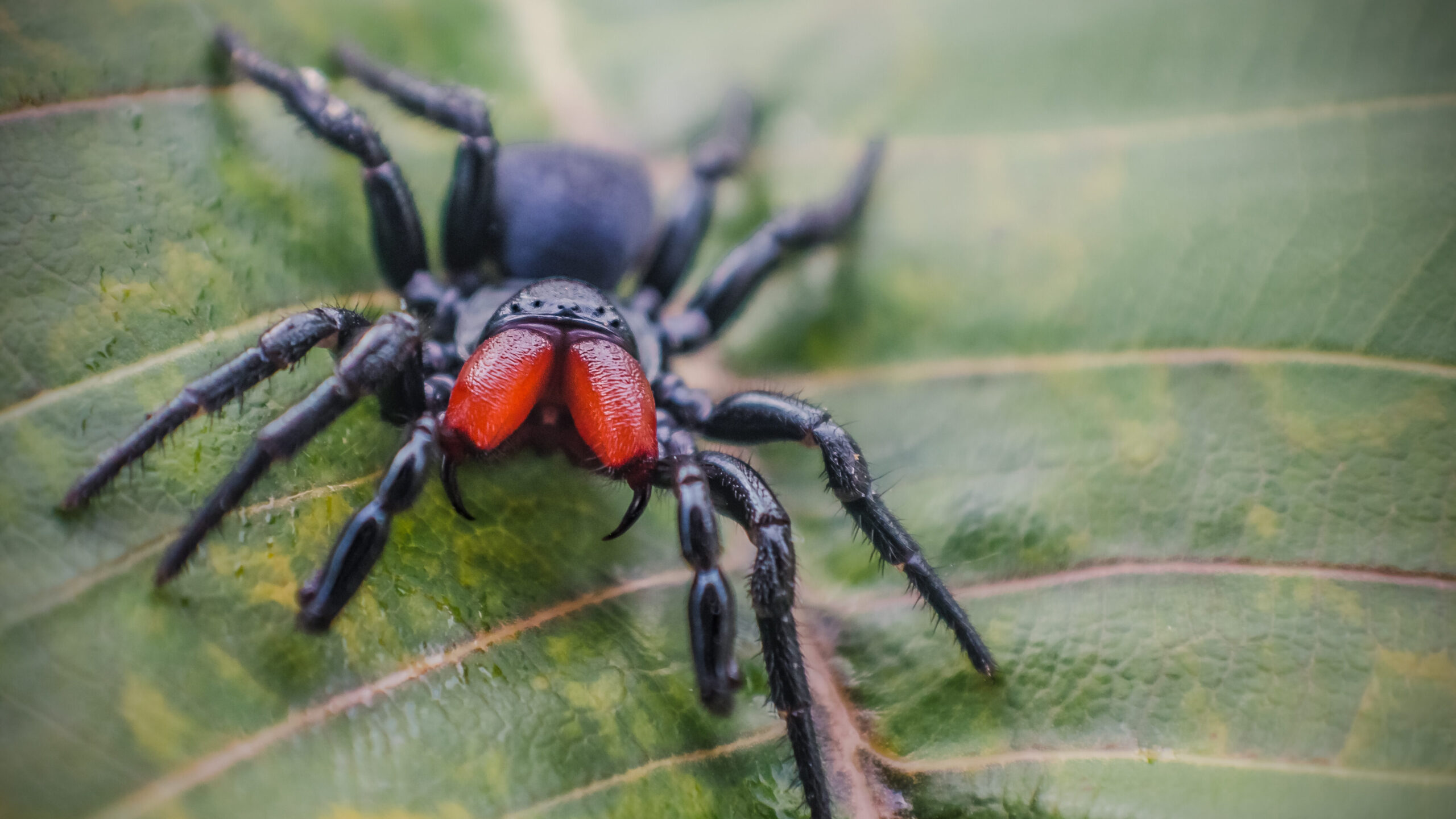 Giant Australian Spider Eats Snake