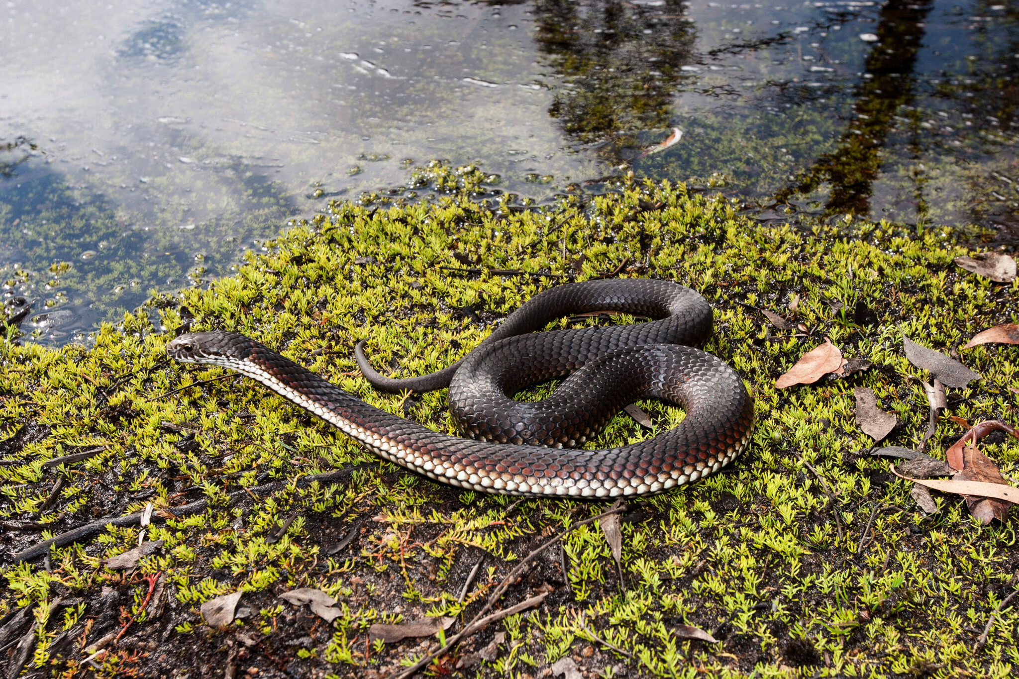 Fact File Copperhead snake (Austrelaps labialis, ramsayi, superbus