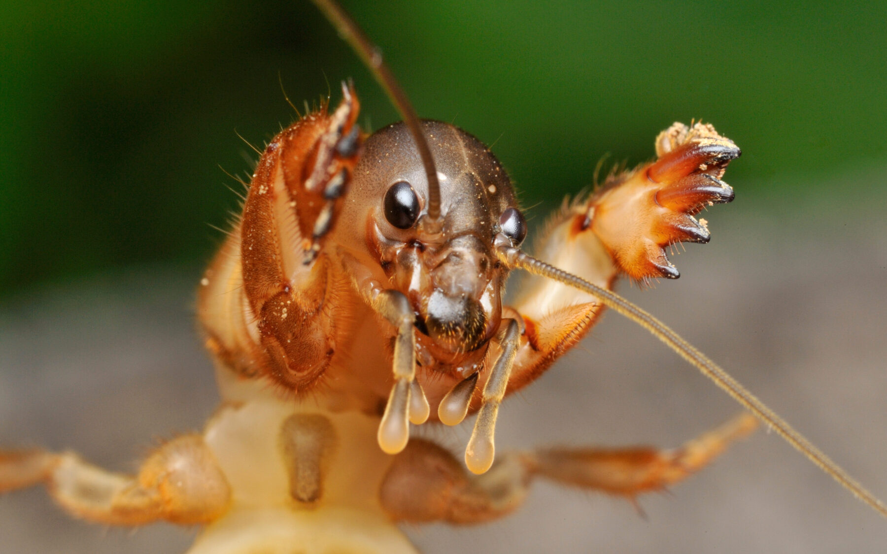 Meet the mole cricket Australian Geographic
