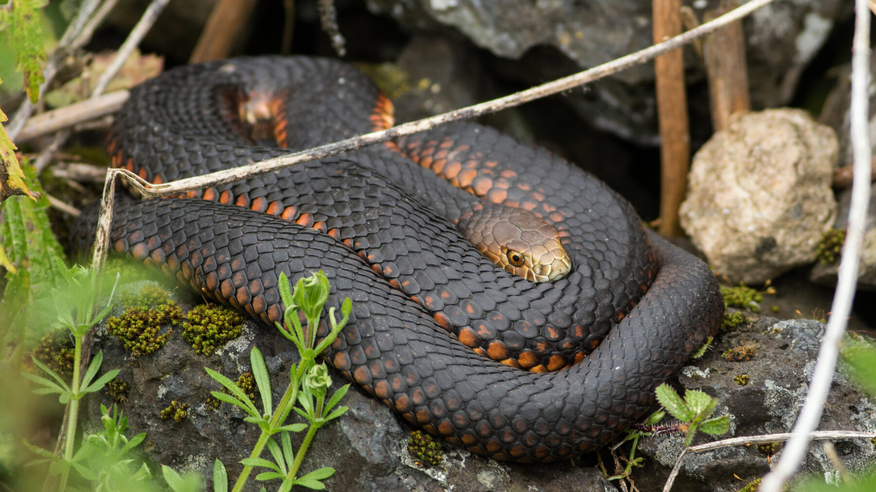 Fact File Copperhead snake (Austrelaps labialis, ramsayi, superbus