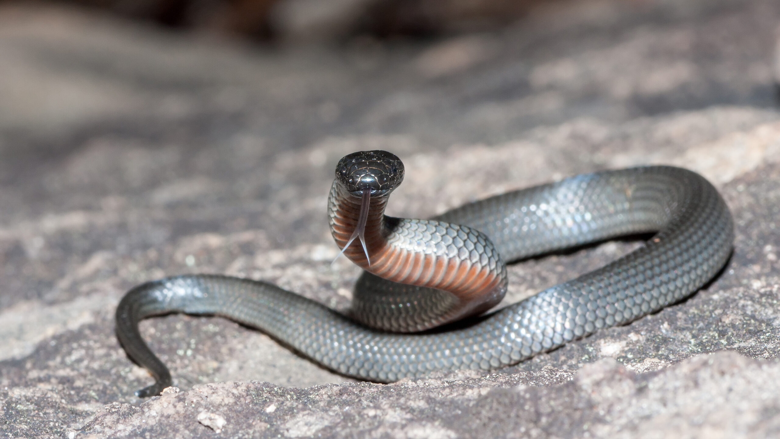 Australia's 10 most dangerous snakes