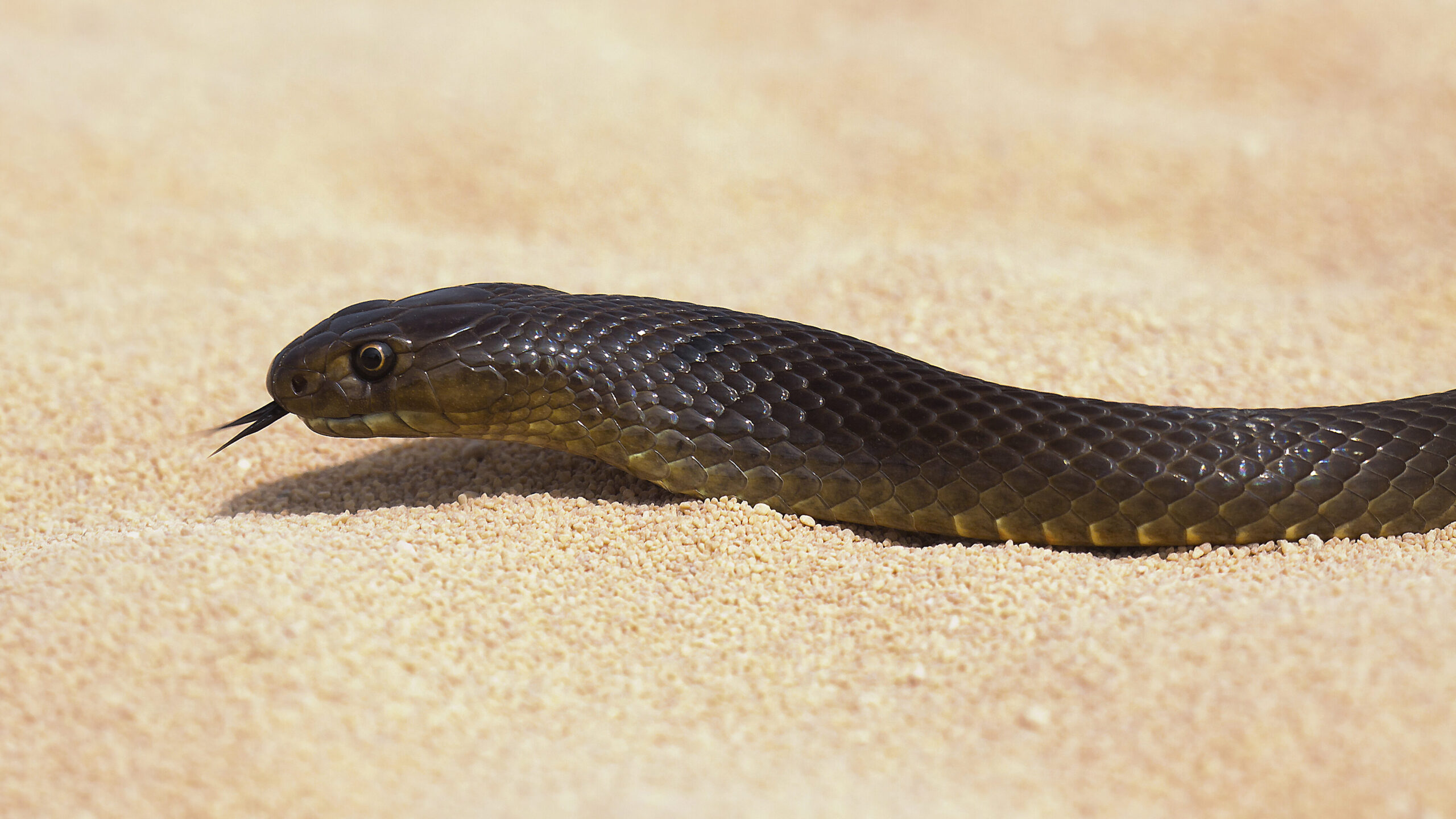 Australia's 10 most dangerous snakes