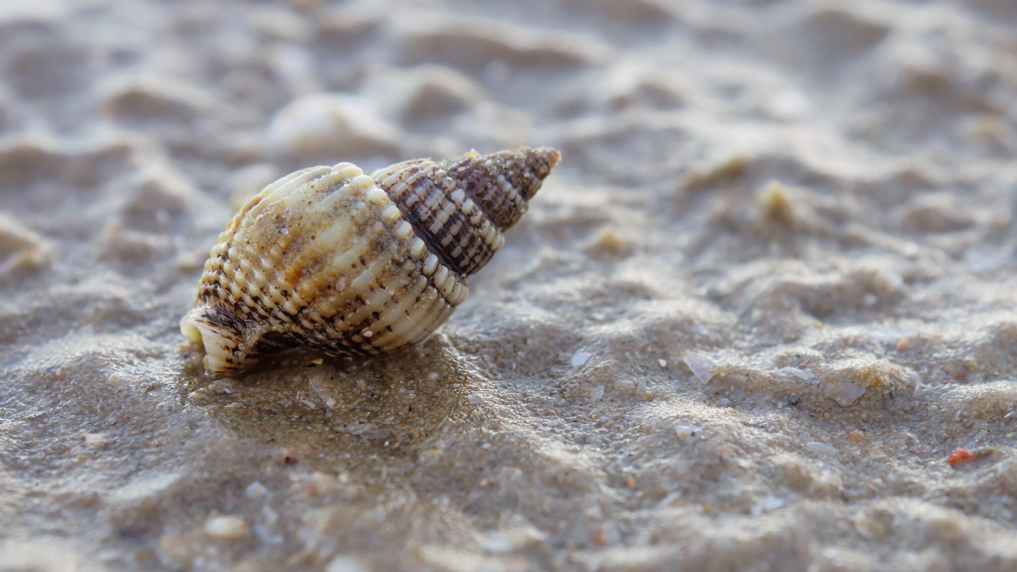 What causes these holes in seashells? Australian Geographic