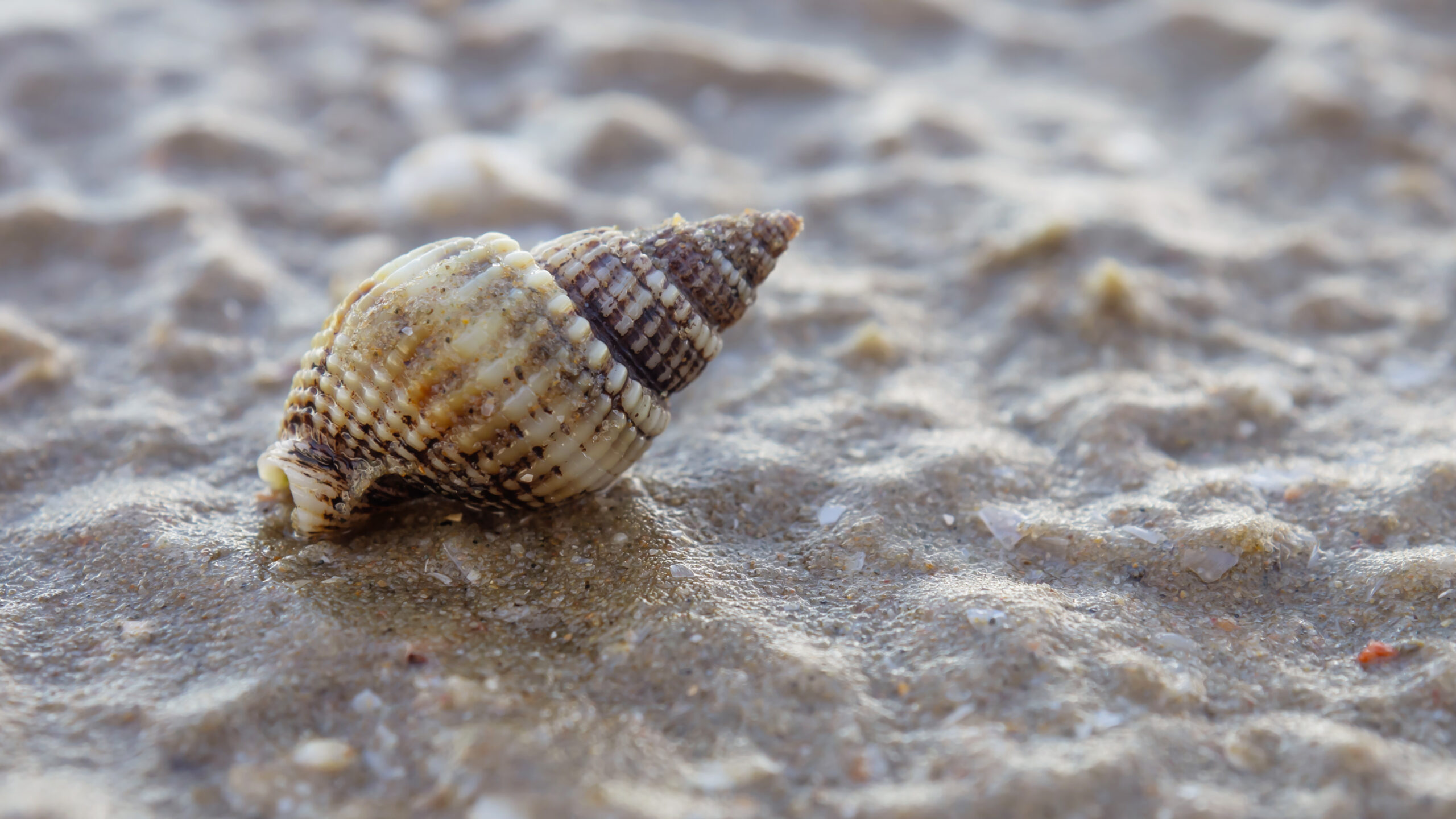 What causes these holes in seashells? Australian Geographic