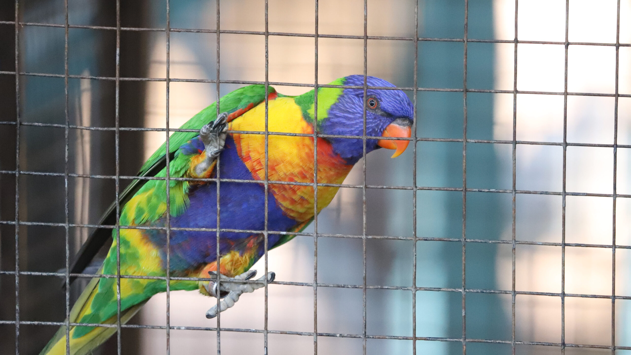 A rainbow lorikeet holding onto the sides of a cage.