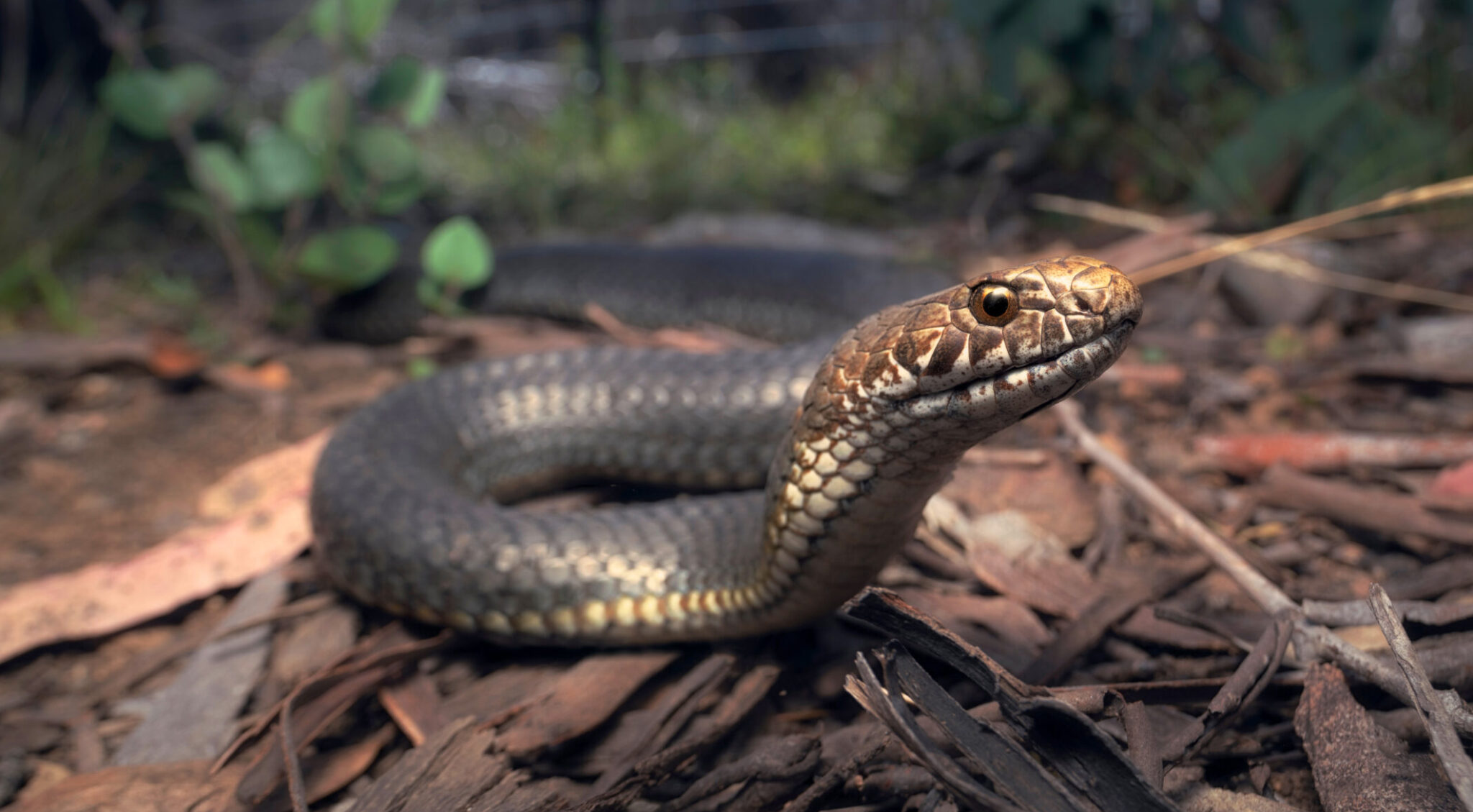 Fact File Copperhead snake (Austrelaps labialis, ramsayi, superbus