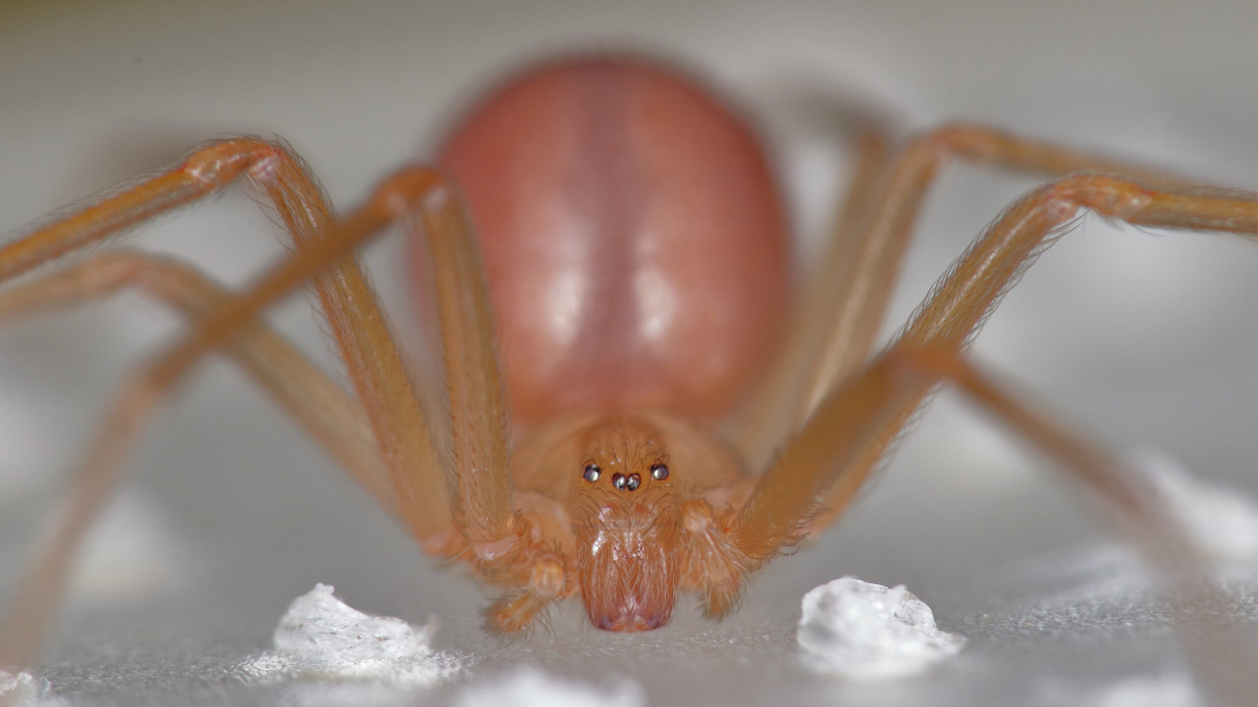 Swelling Australian cities harbour ever bigger spiders
