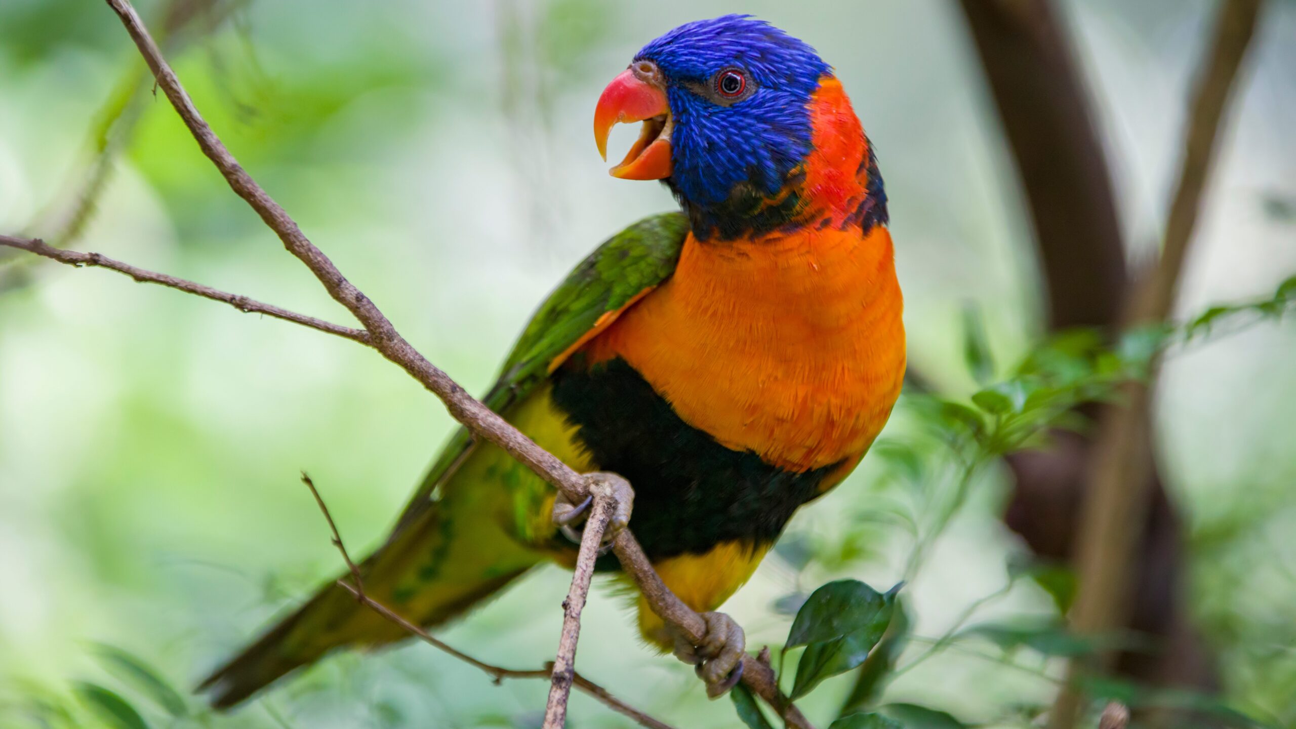 A Red-collared lorikeets(Trichoglossus rubritorquis)