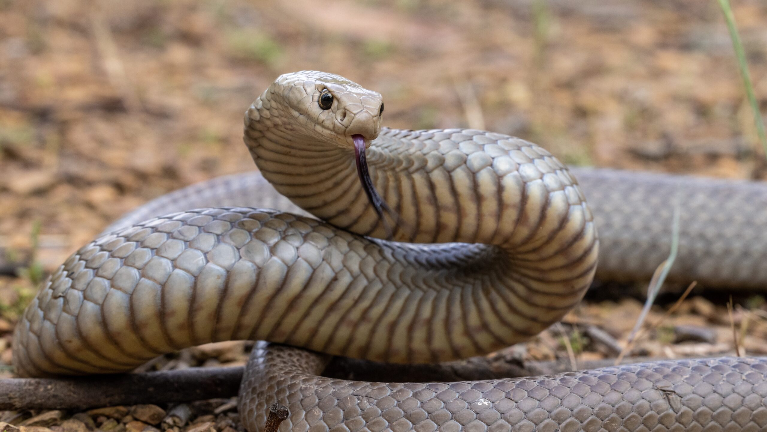 Top 10 Most Poisonous Snakes In The World - The Eastern Brown Snake