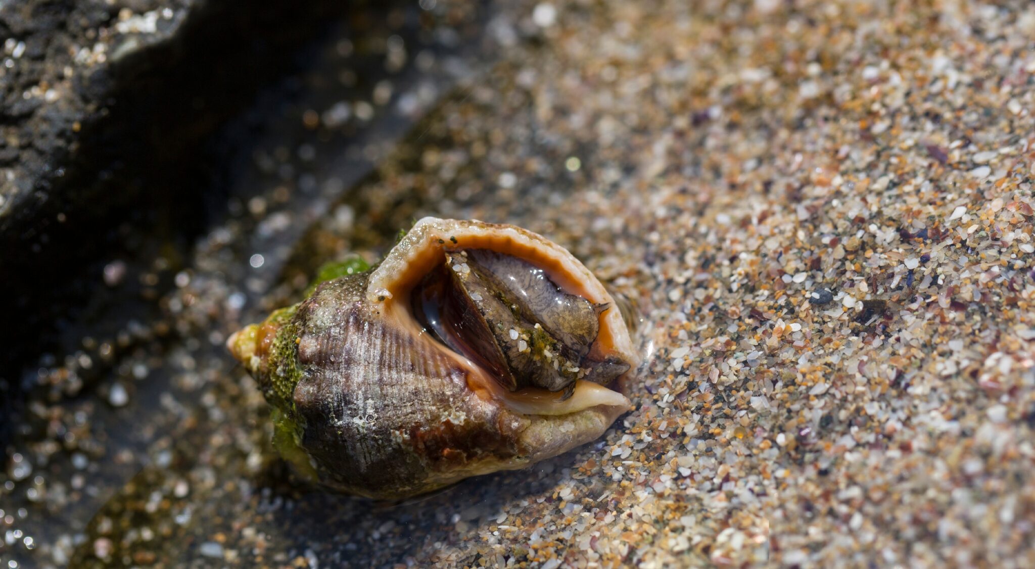 What causes these holes in seashells? Australian Geographic
