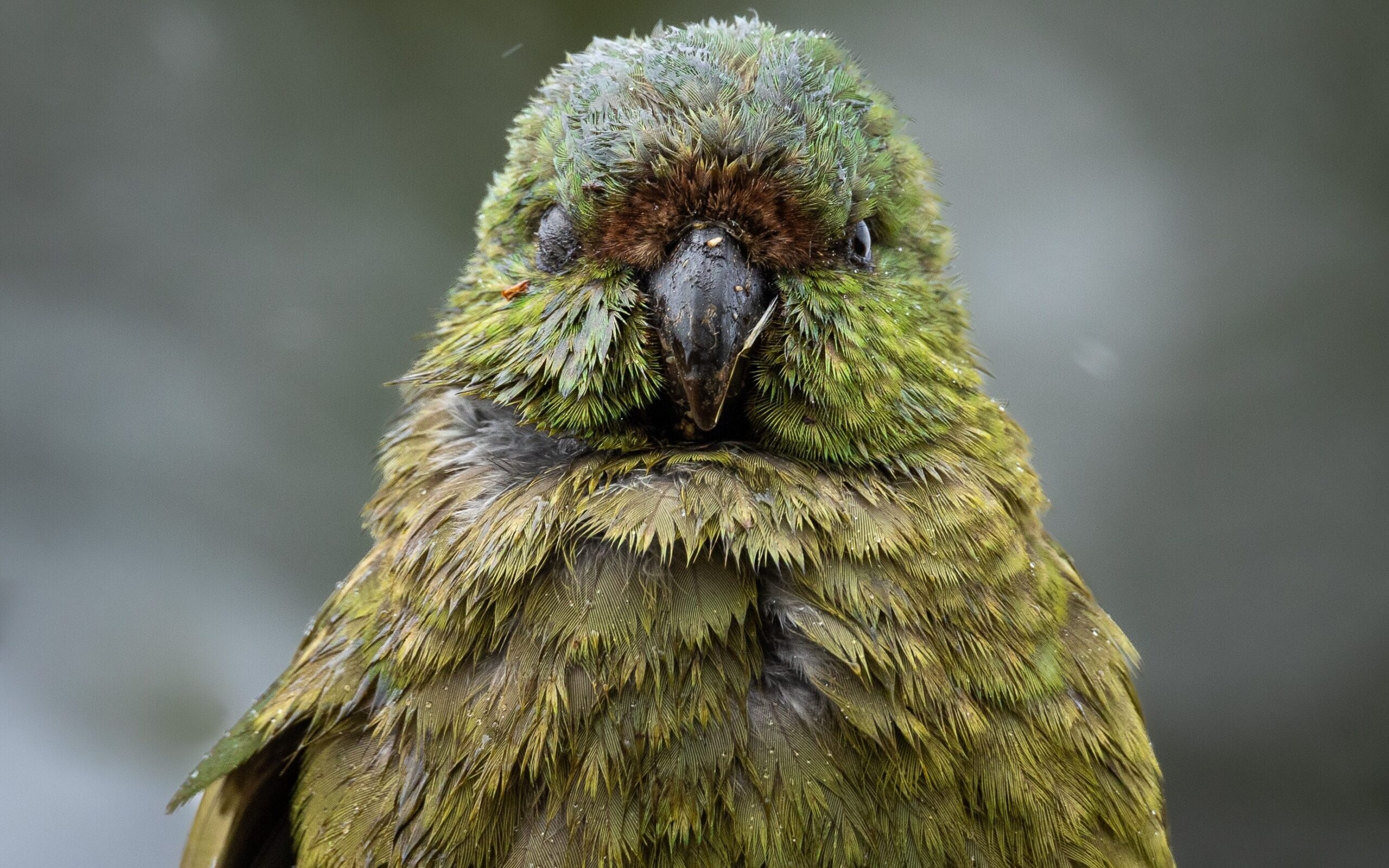 The 10 loudest animals on Earth - Australian Geographic The 10 loudest animals on Earth - Australian Geographic