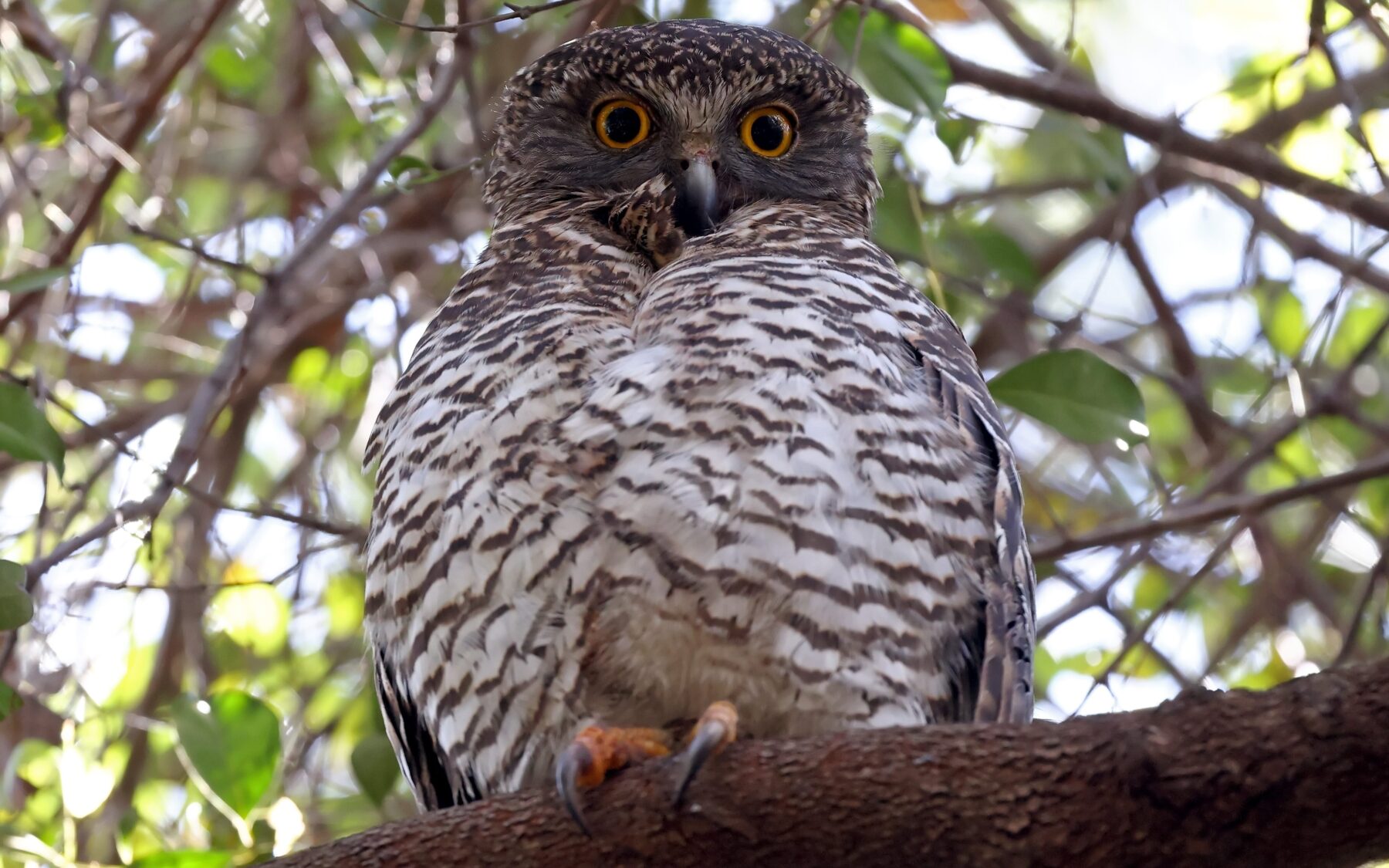 The owls of Australia Australian Geographic