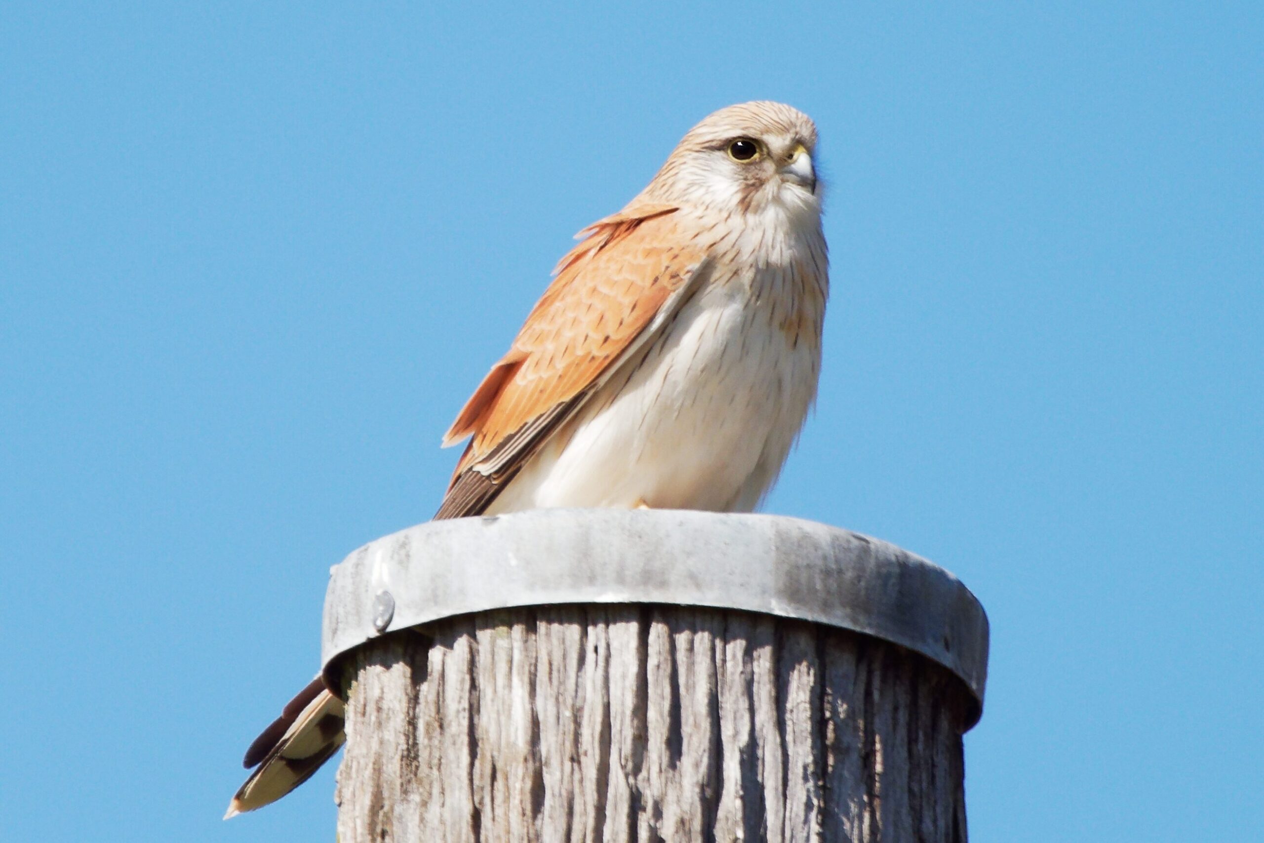 Urban birdwatching guide to Sydney Australian Geographic