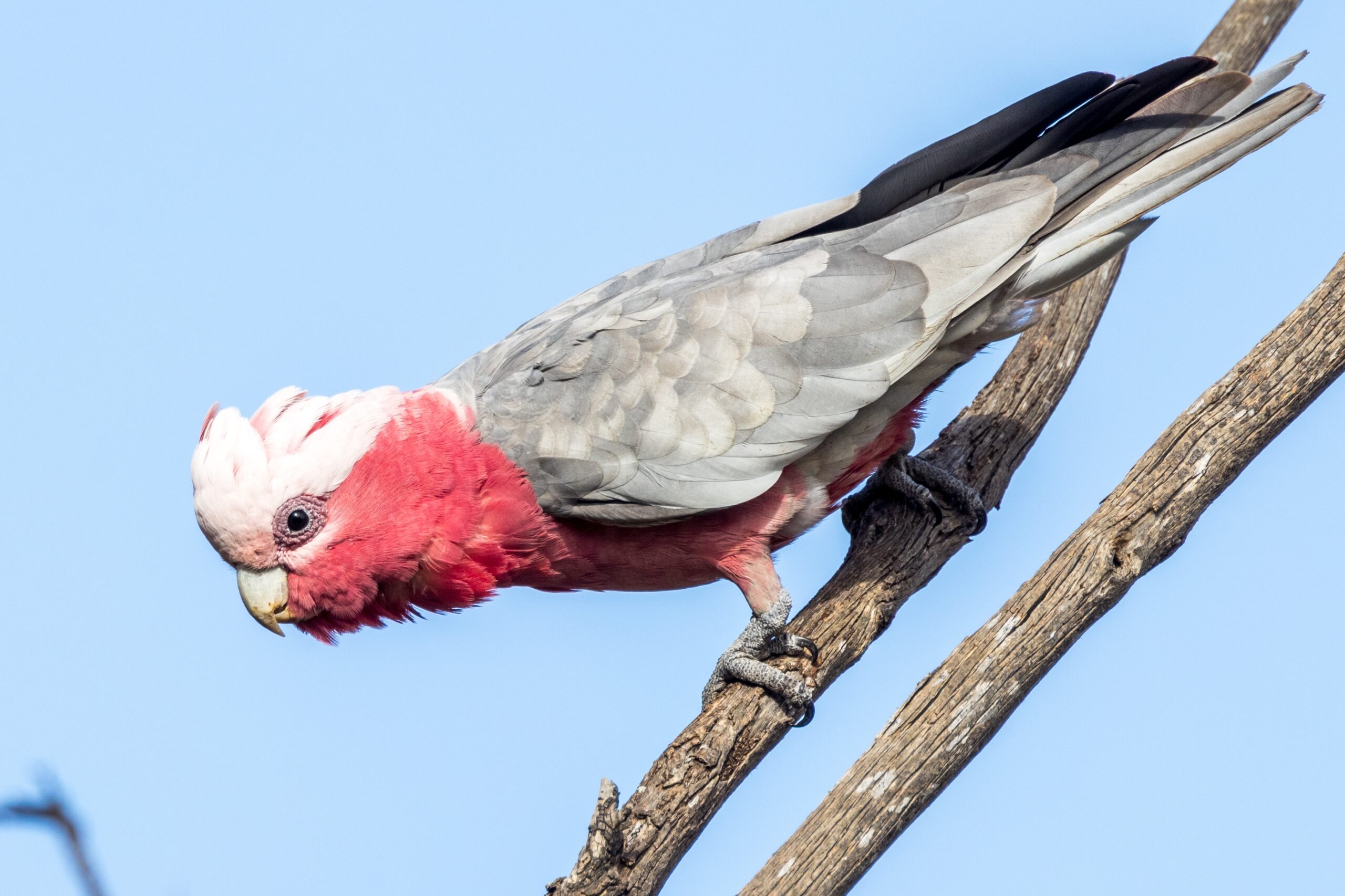Fact File Galah (Cacatua roseicapilla) Australian Geographic