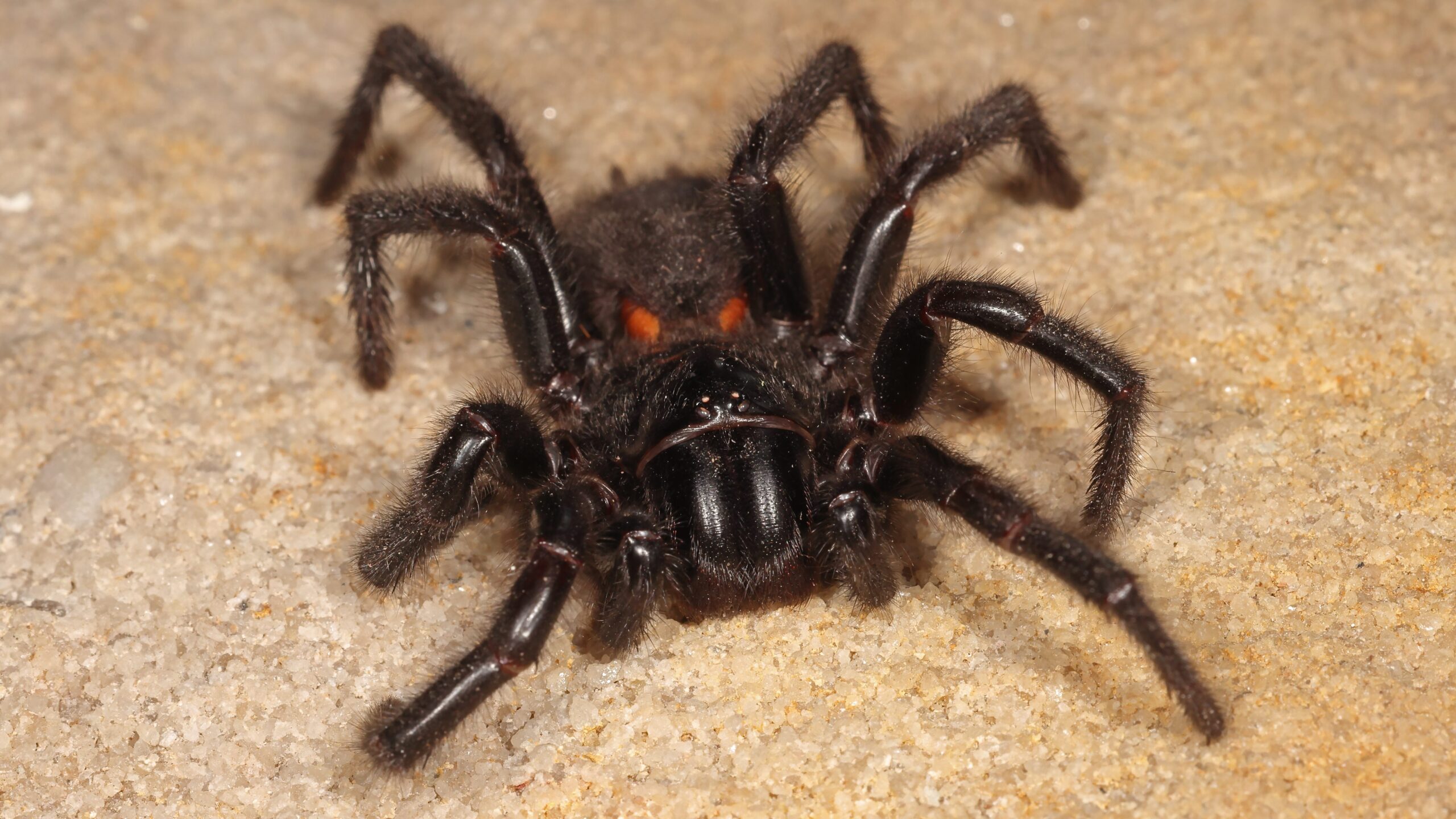 World's deadliest spider: the funnel-web - Australian Geographic