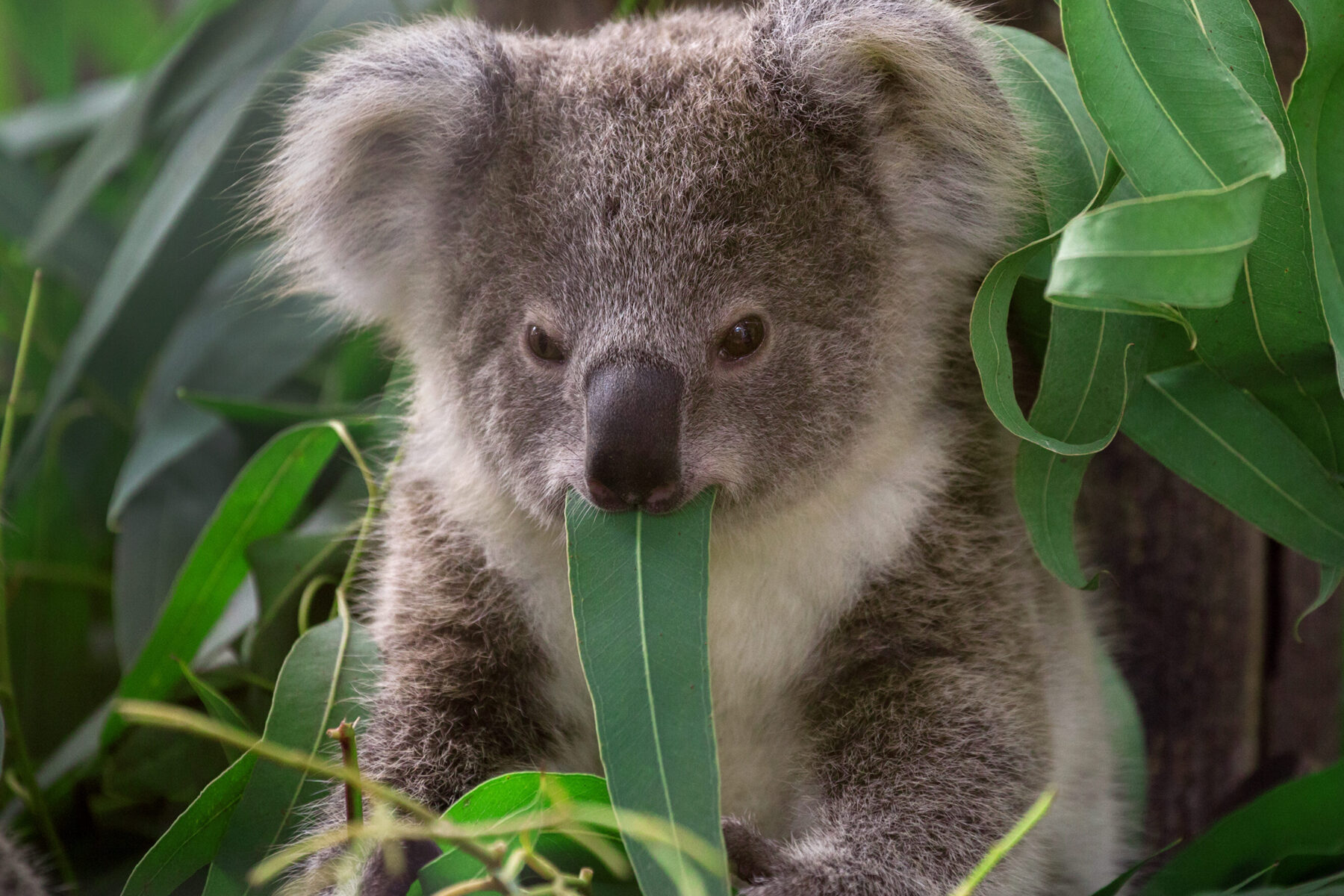 Drop bears target tourists, study says - Australian Geographic