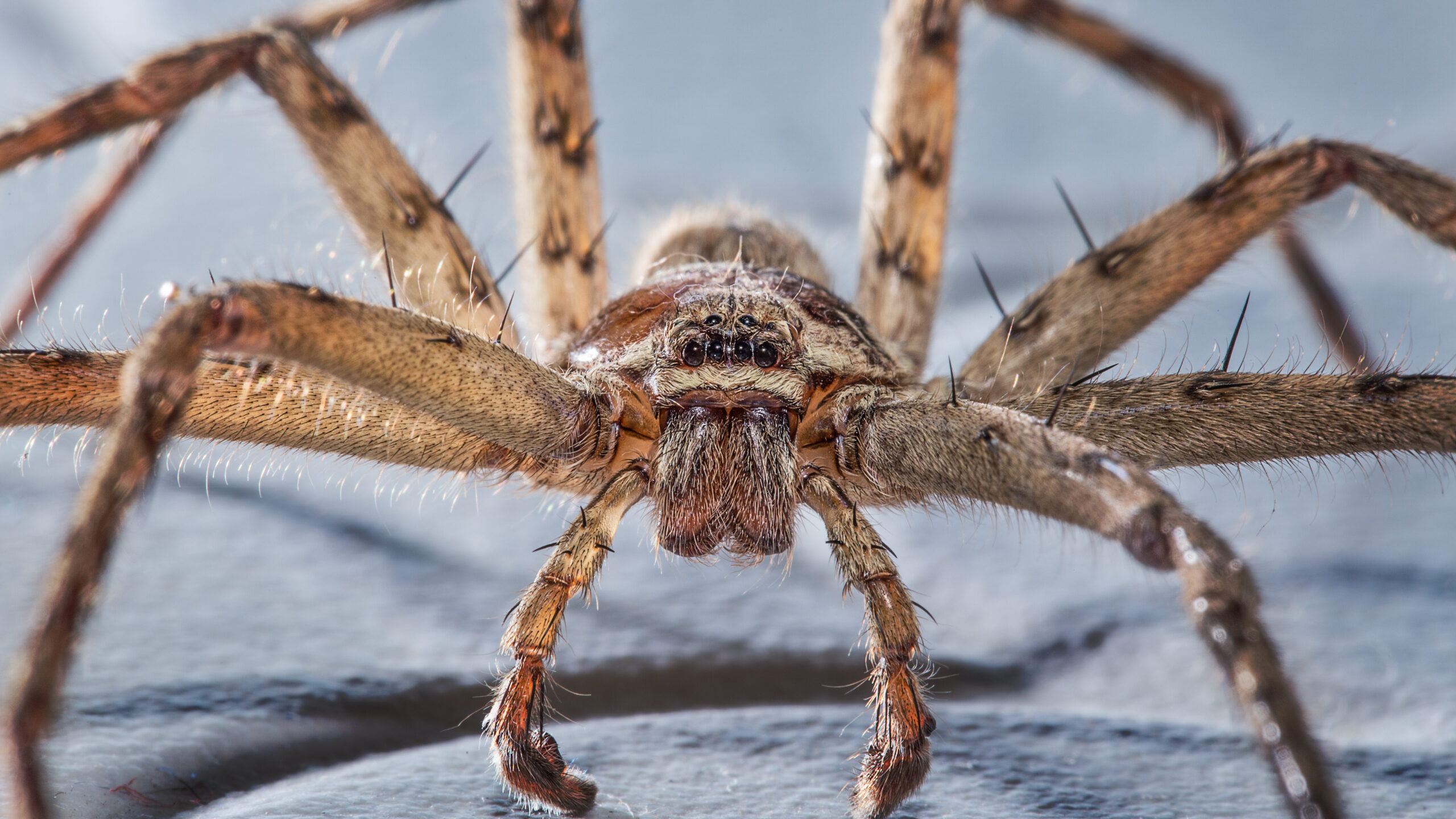 Pouring Down Arachnids: Australia's Nasty 'Spider Rain' Explained