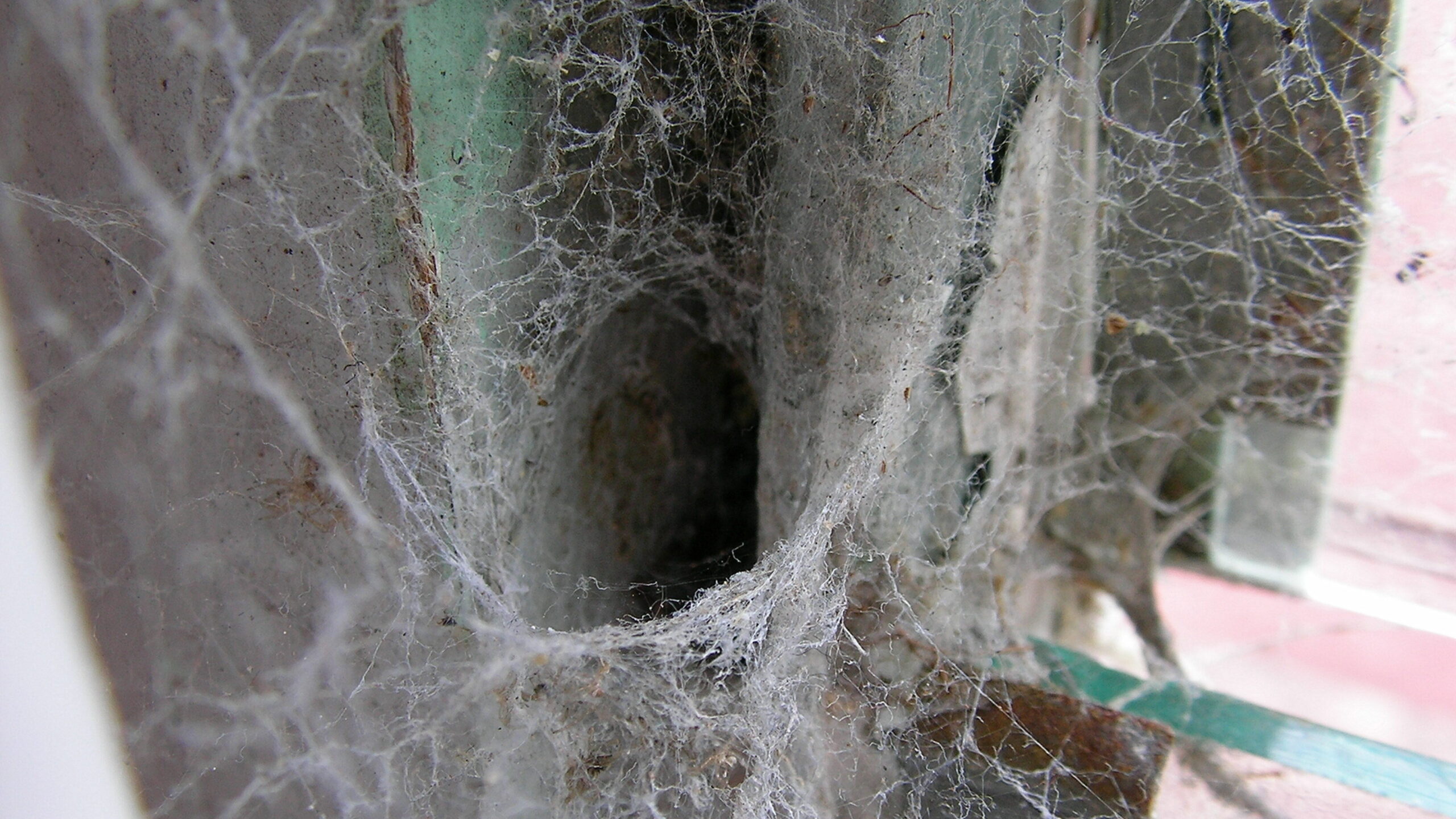 World's deadliest spider: the funnel-web - Australian Geographic