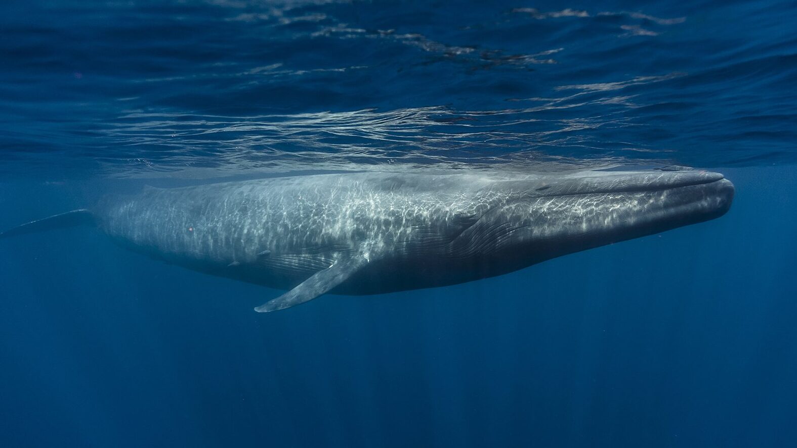 The 10 loudest animals on Earth - Australian Geographic The 10 loudest animals on Earth - Australian Geographic