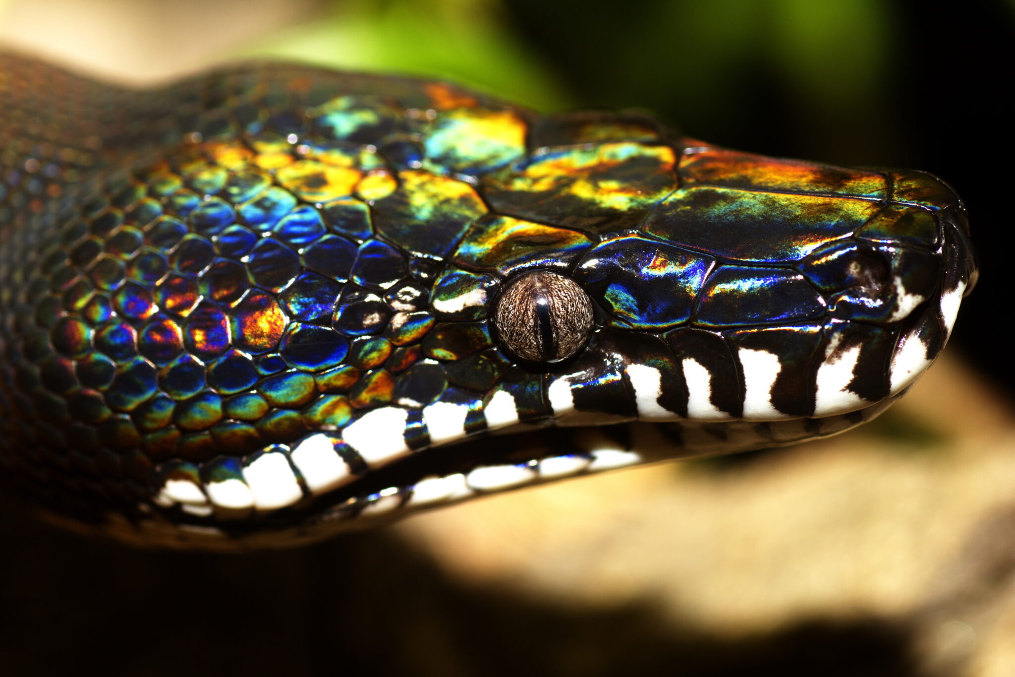 Meet the rainbow serpent: the white-lipped python