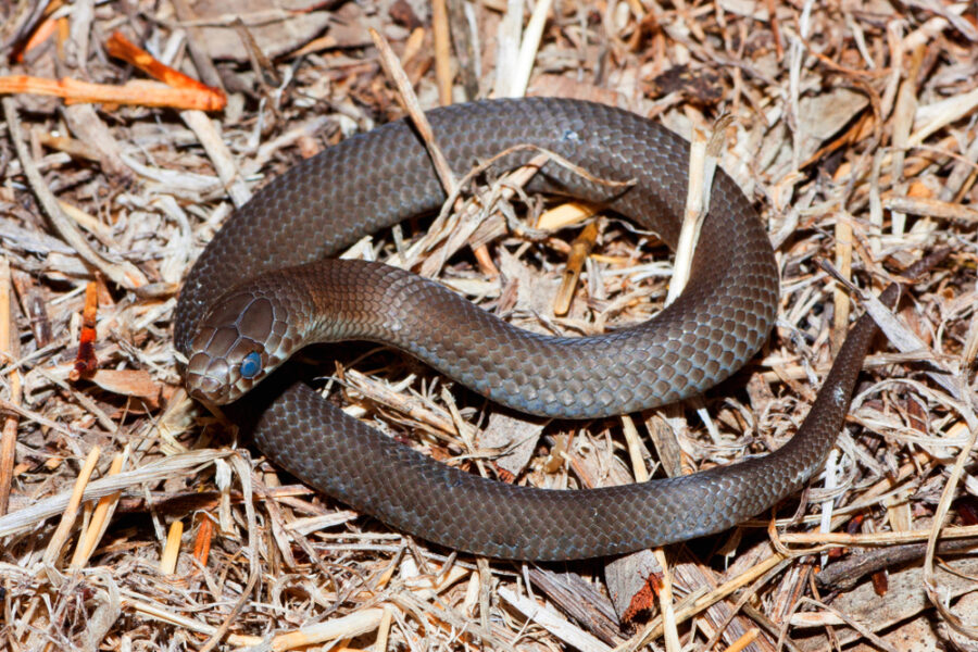 Fact File Copperhead snake (Austrelaps labialis, ramsayi, superbus