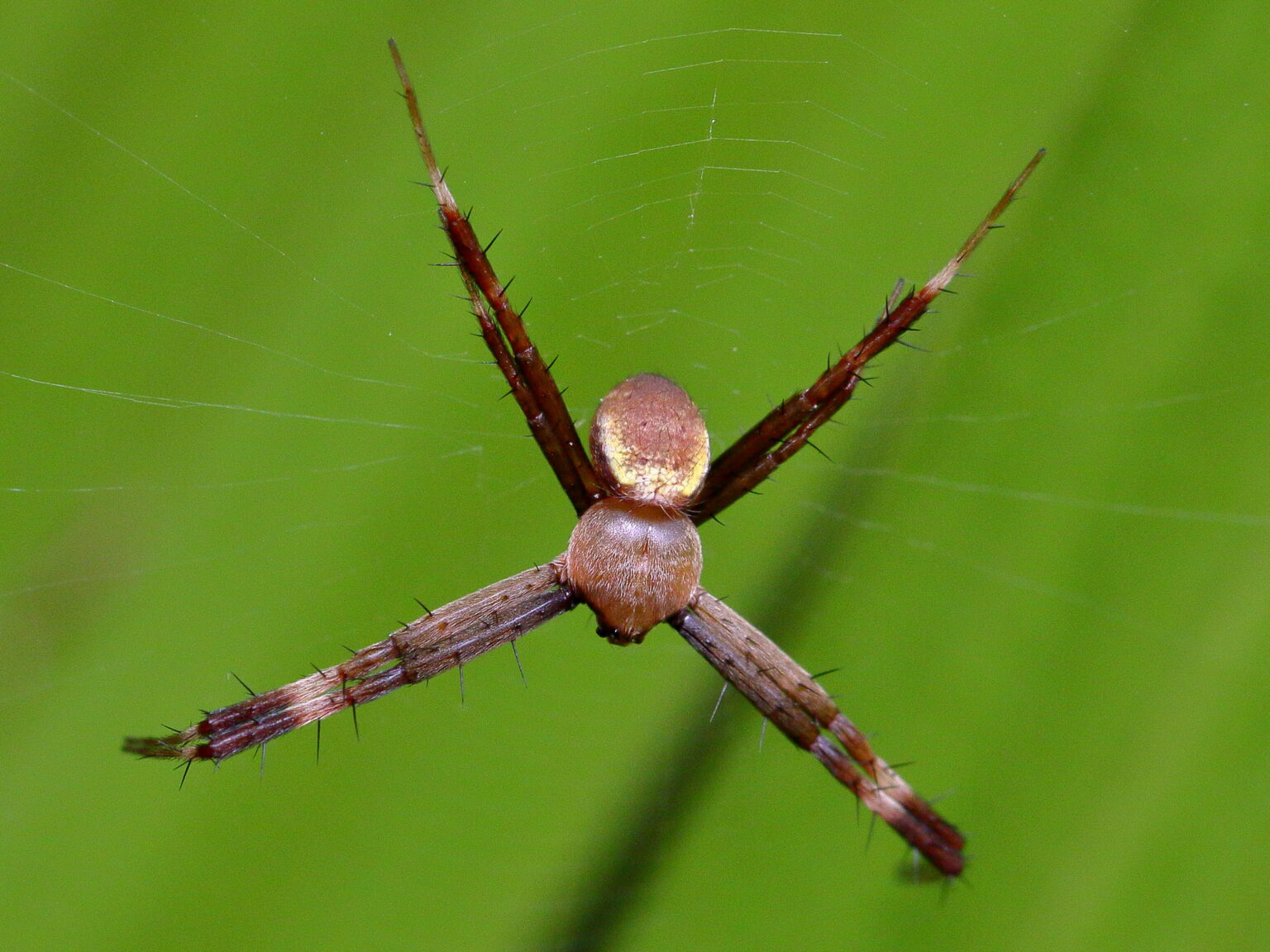 Fact File St Andrew’s cross spider (Argiope keyserlingi) Australian Geographic