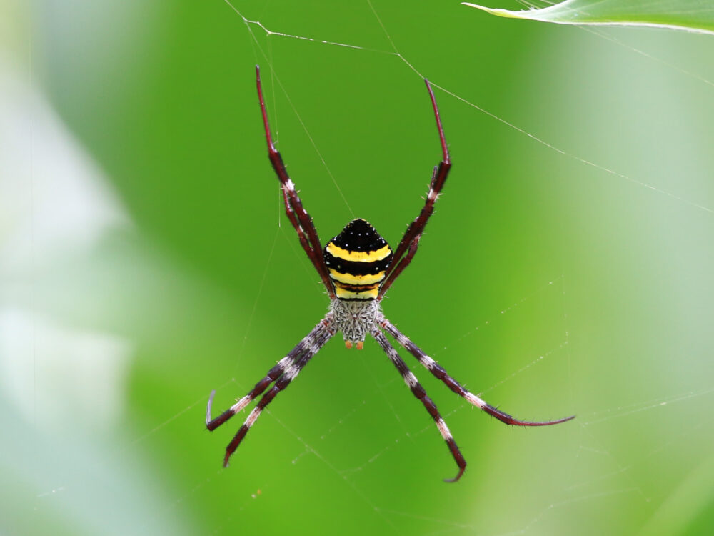 Fact File St Andrew’s cross spider (Argiope keyserlingi) Australian